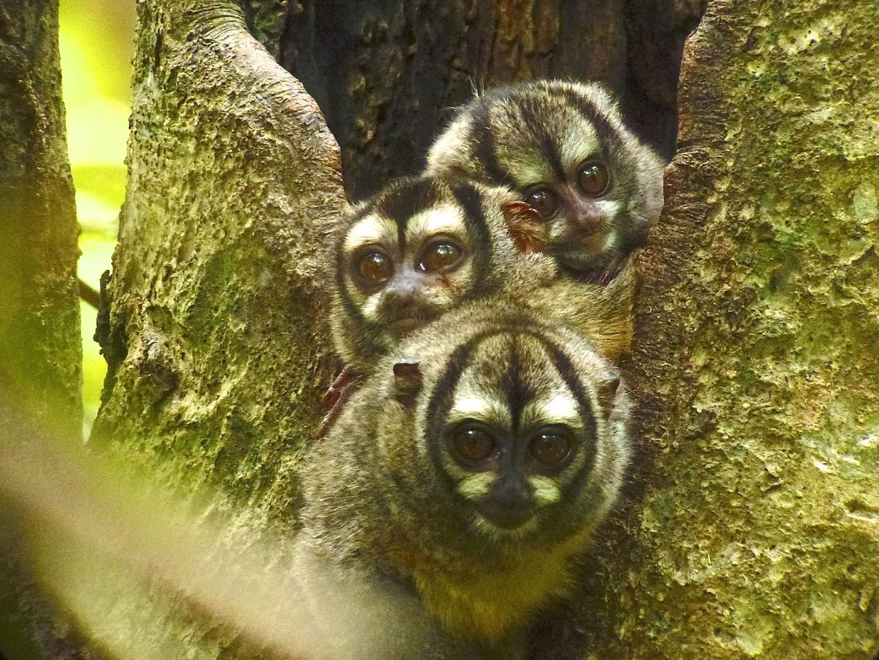 Panamanian Night Monkeys