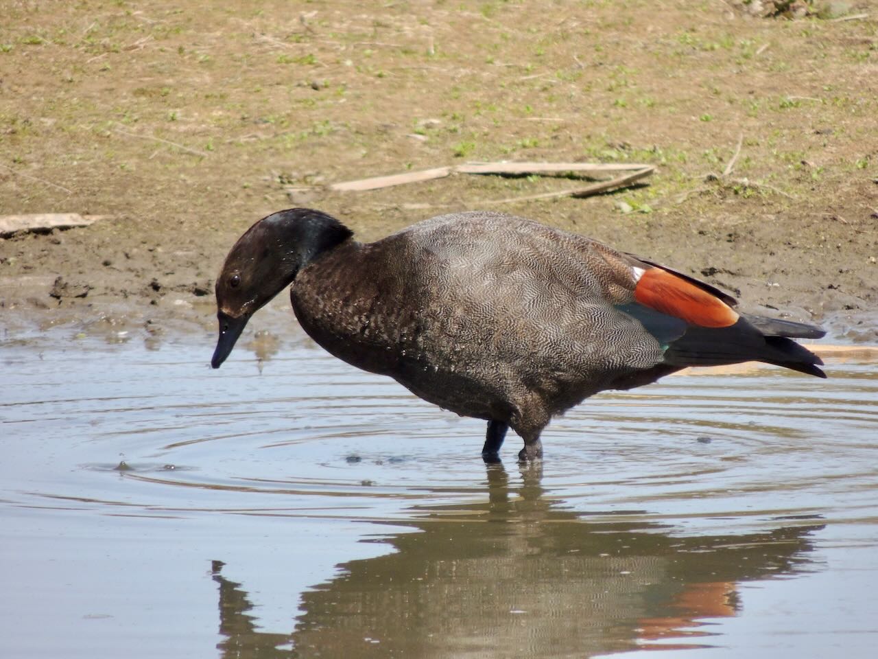 Male Paradise Shelduck