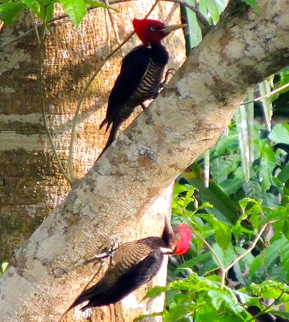Pale-billed and Lineated Woodpeckers