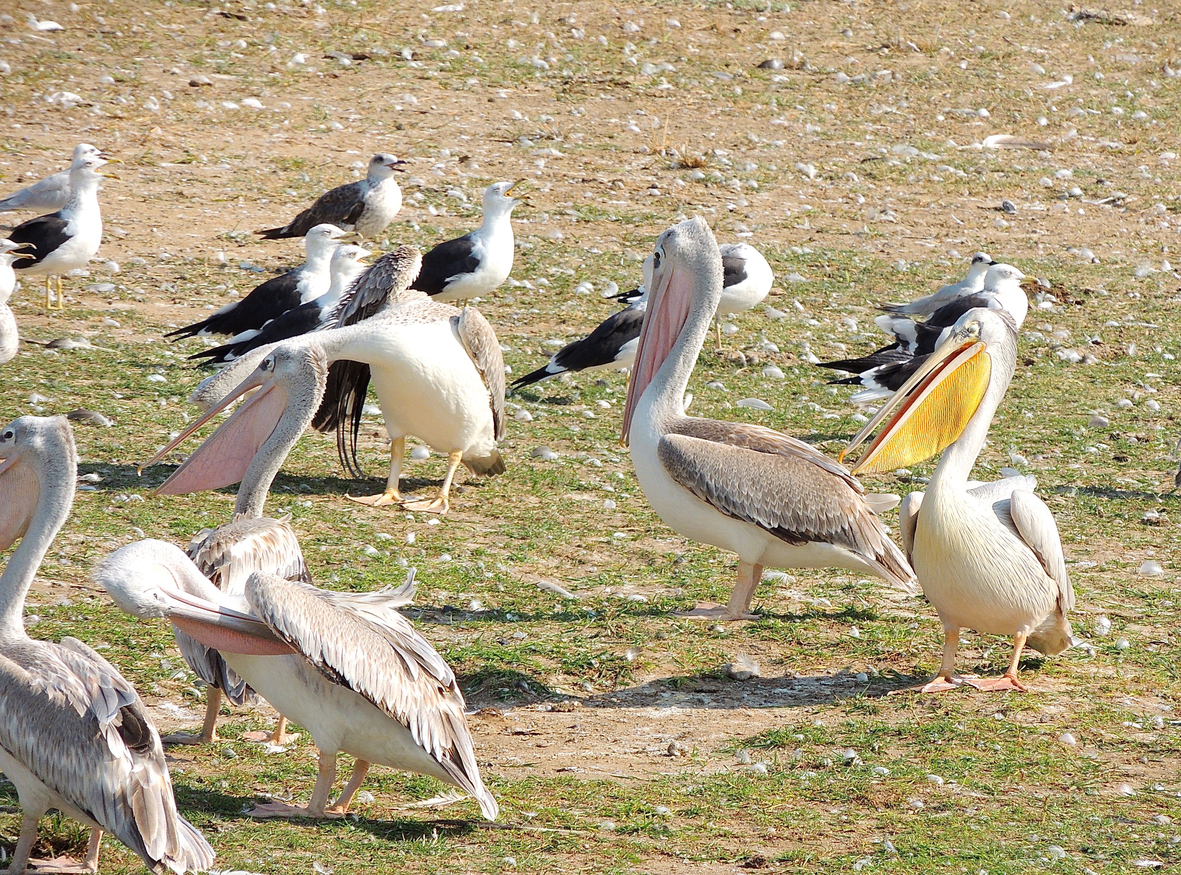 Great White and Pink-backed Pelicans, Lesser Black-backed and Grey-hooded Gulls