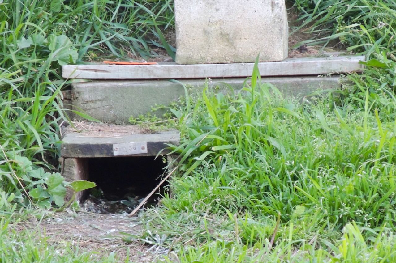 Little Penguin Burrow Box