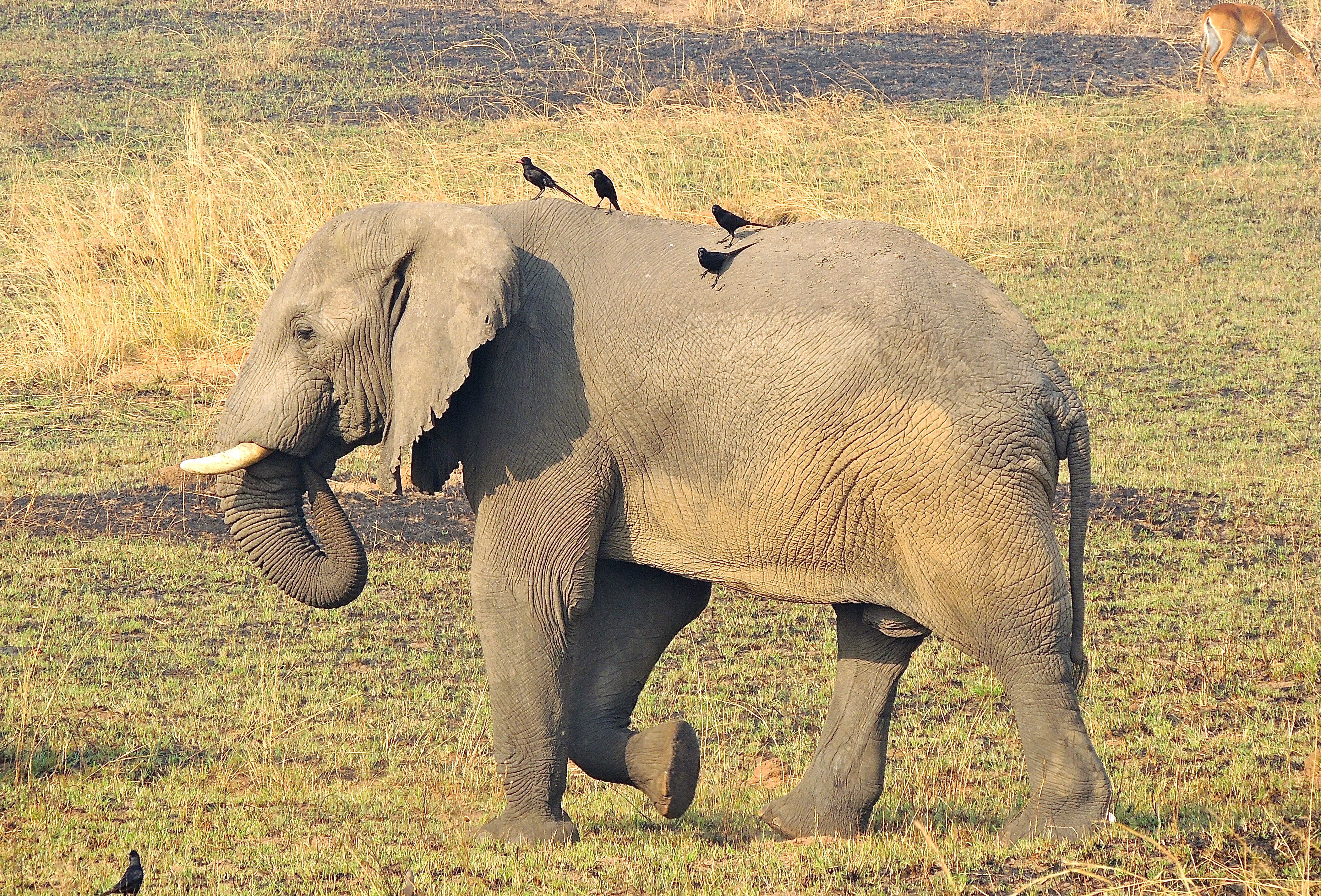 Piapiacs on Elephant
