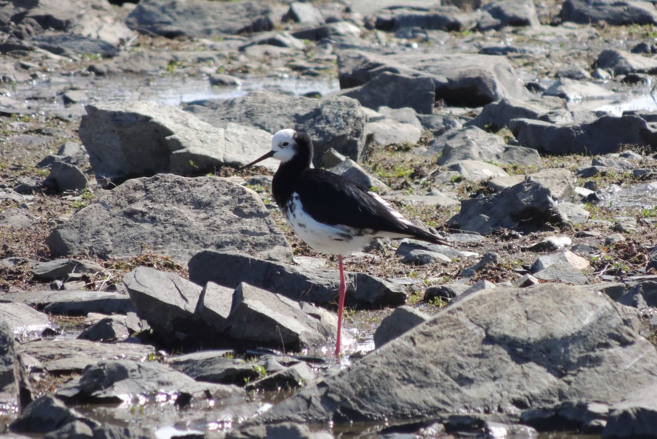 Pied-Black Hybrid