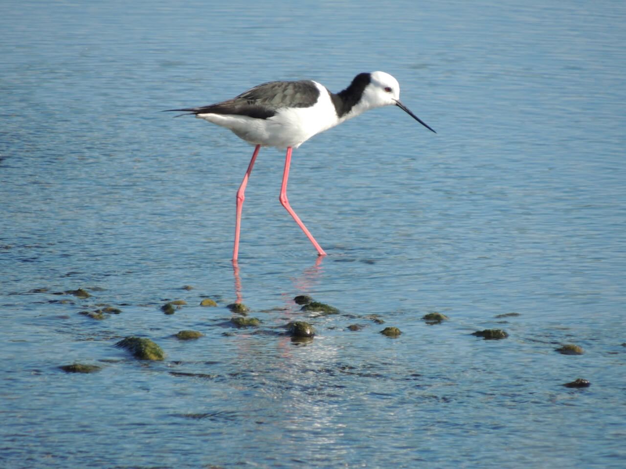 Pied Stilt