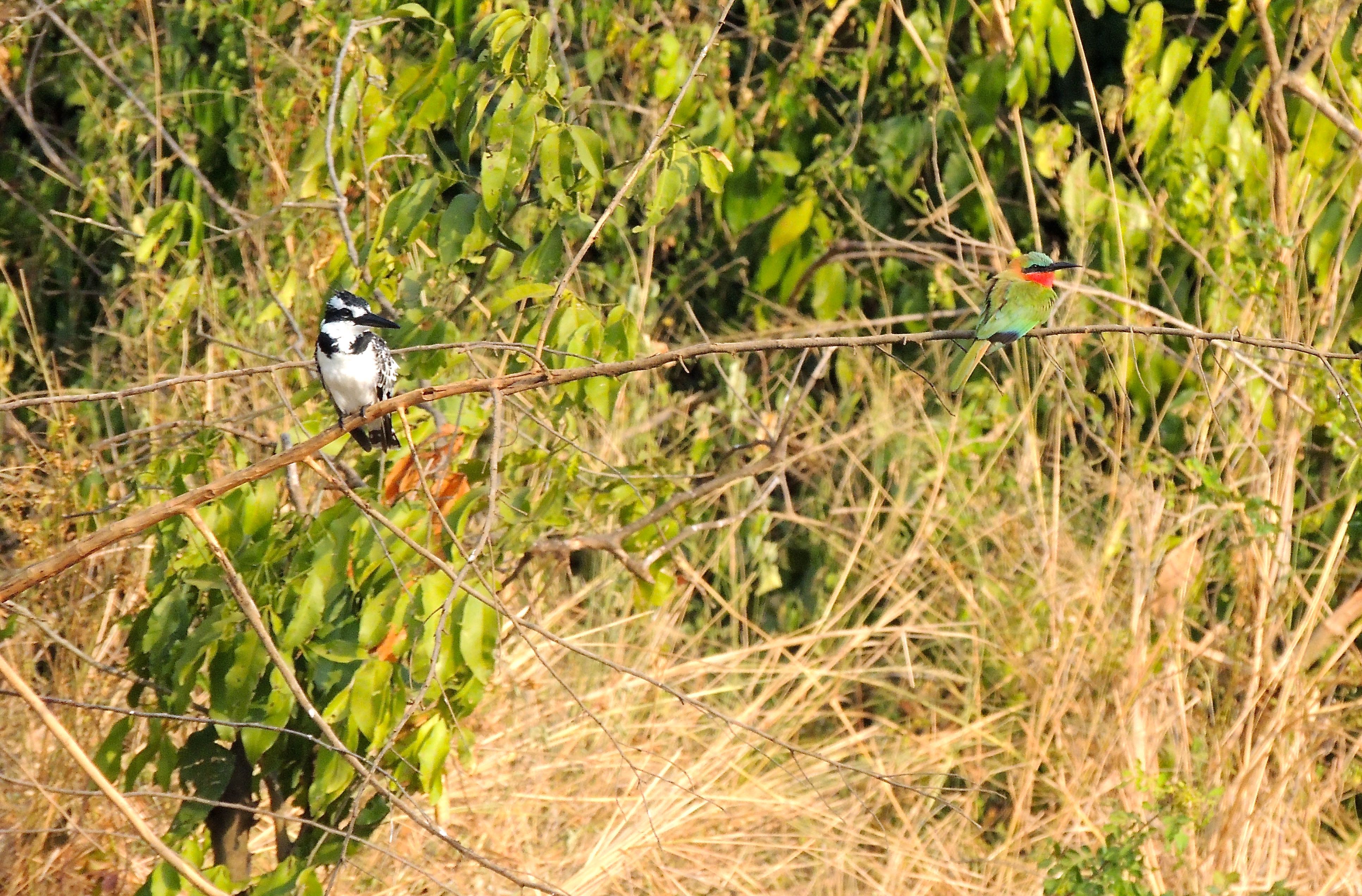 Woodland Kingfisher and Red-throated Bee-eater