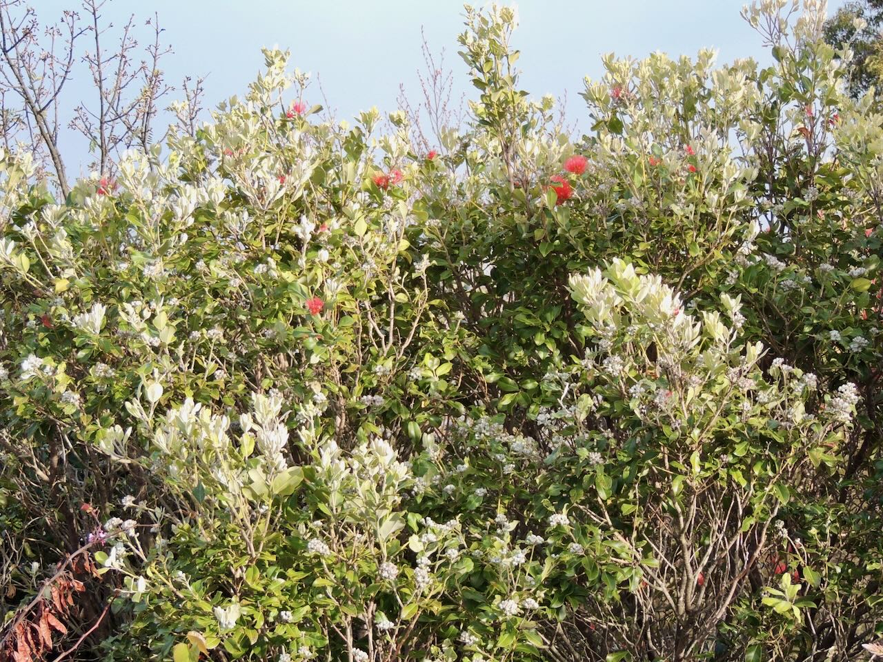 Pohutukawa