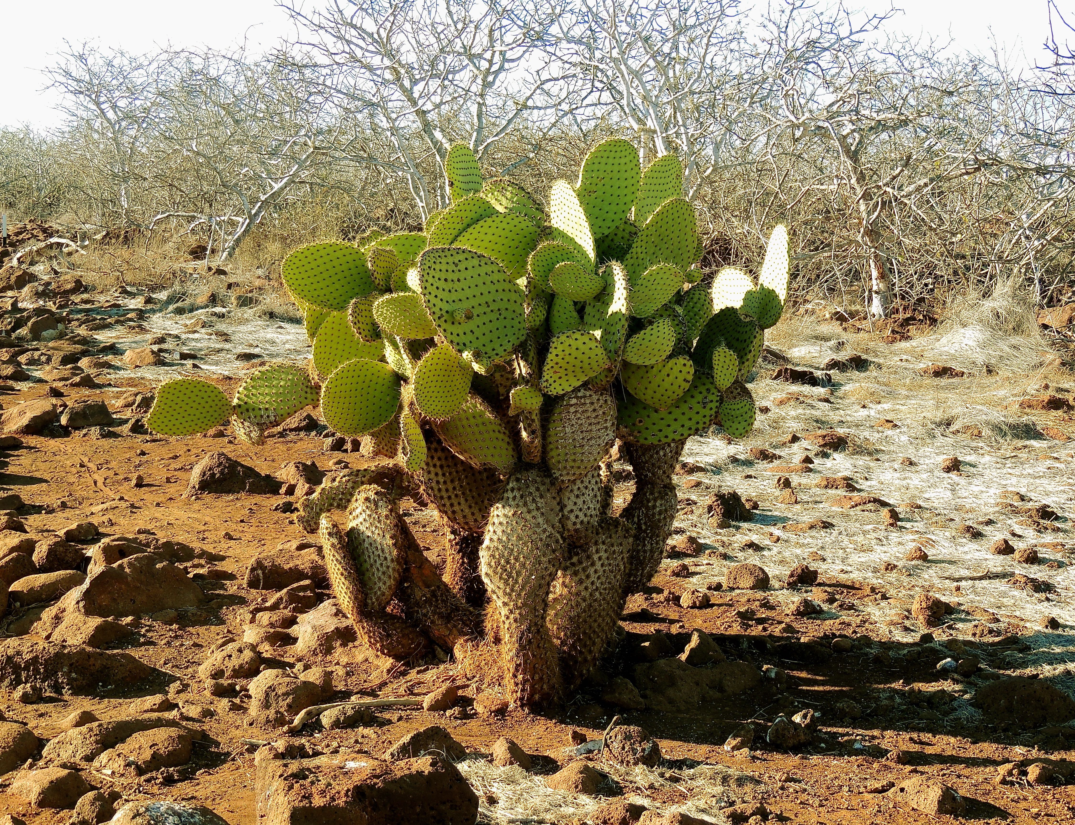 Prickly Pear Cacti