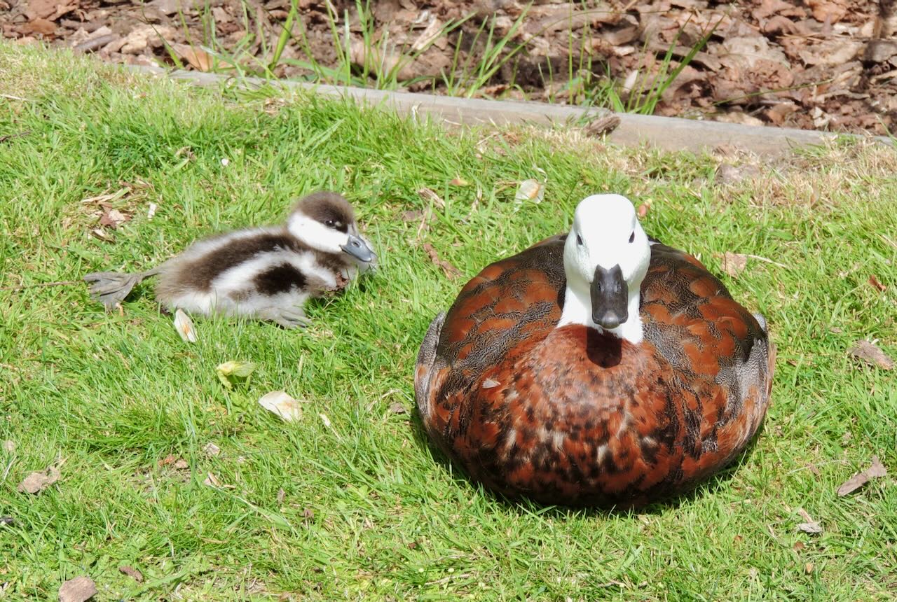 Shelduck and Duckling