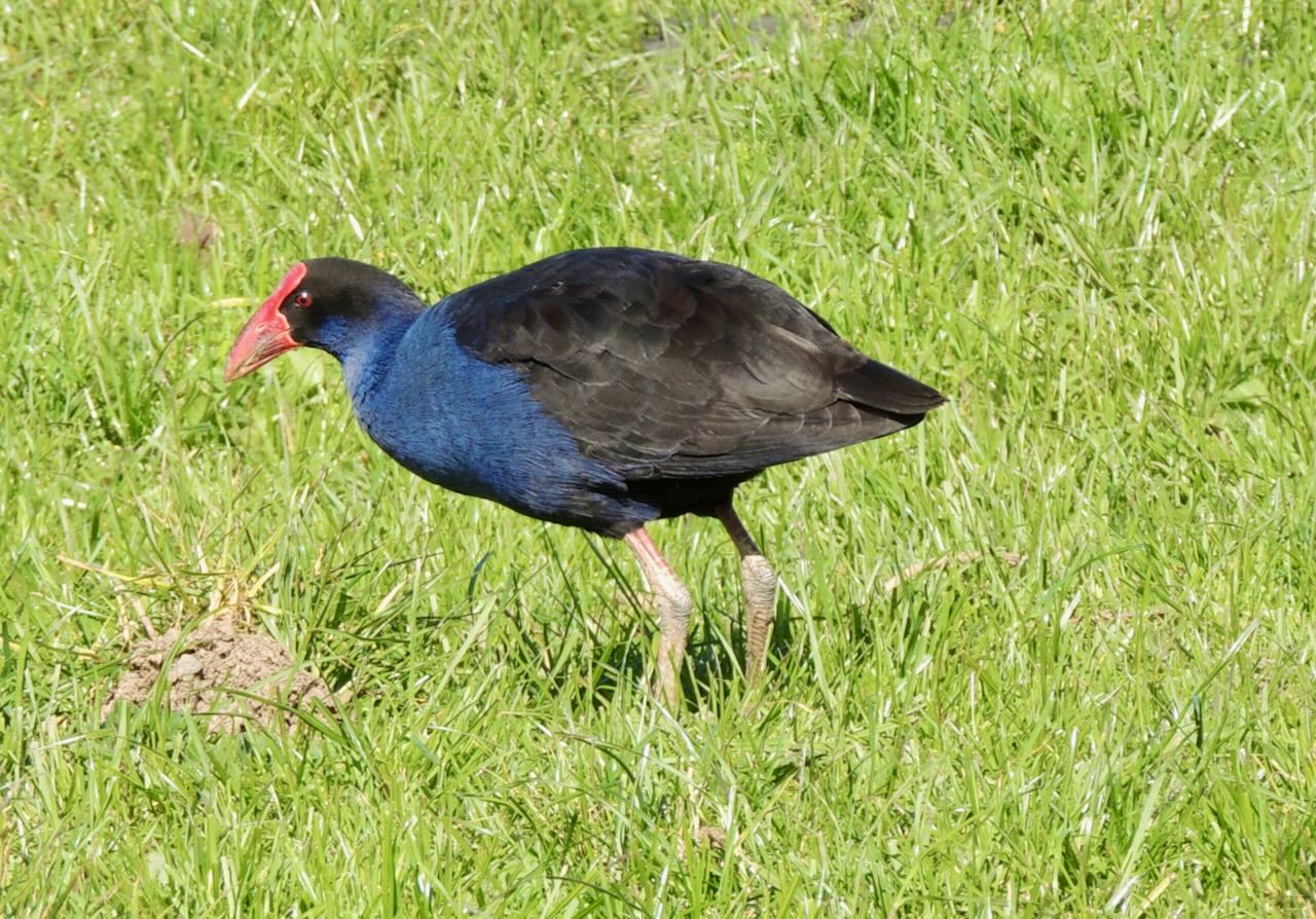 Pukeko