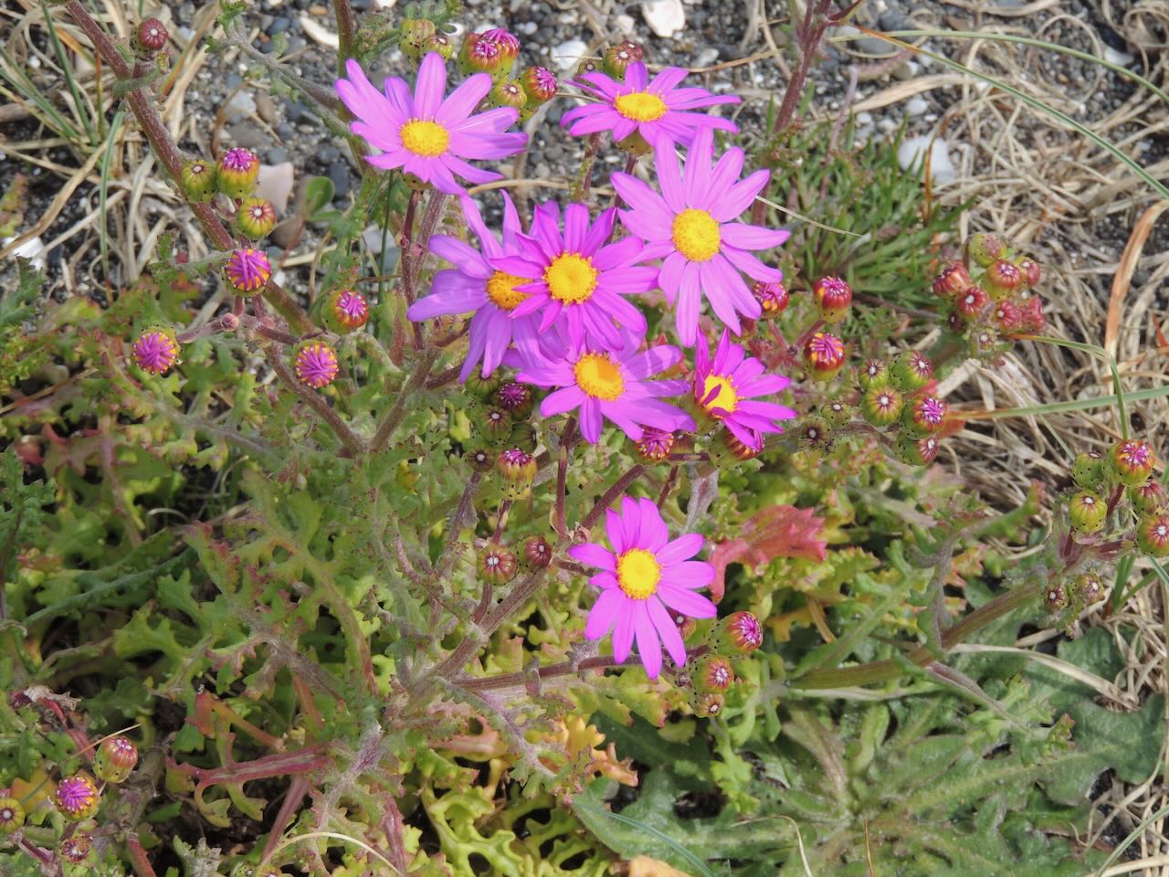 Purple Groundsel