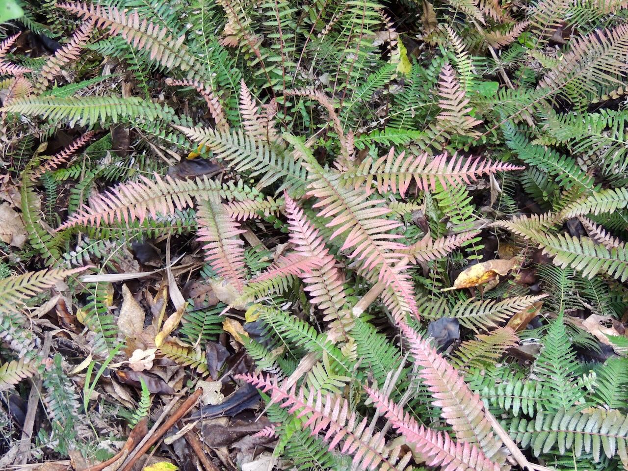 Rasp Ferns