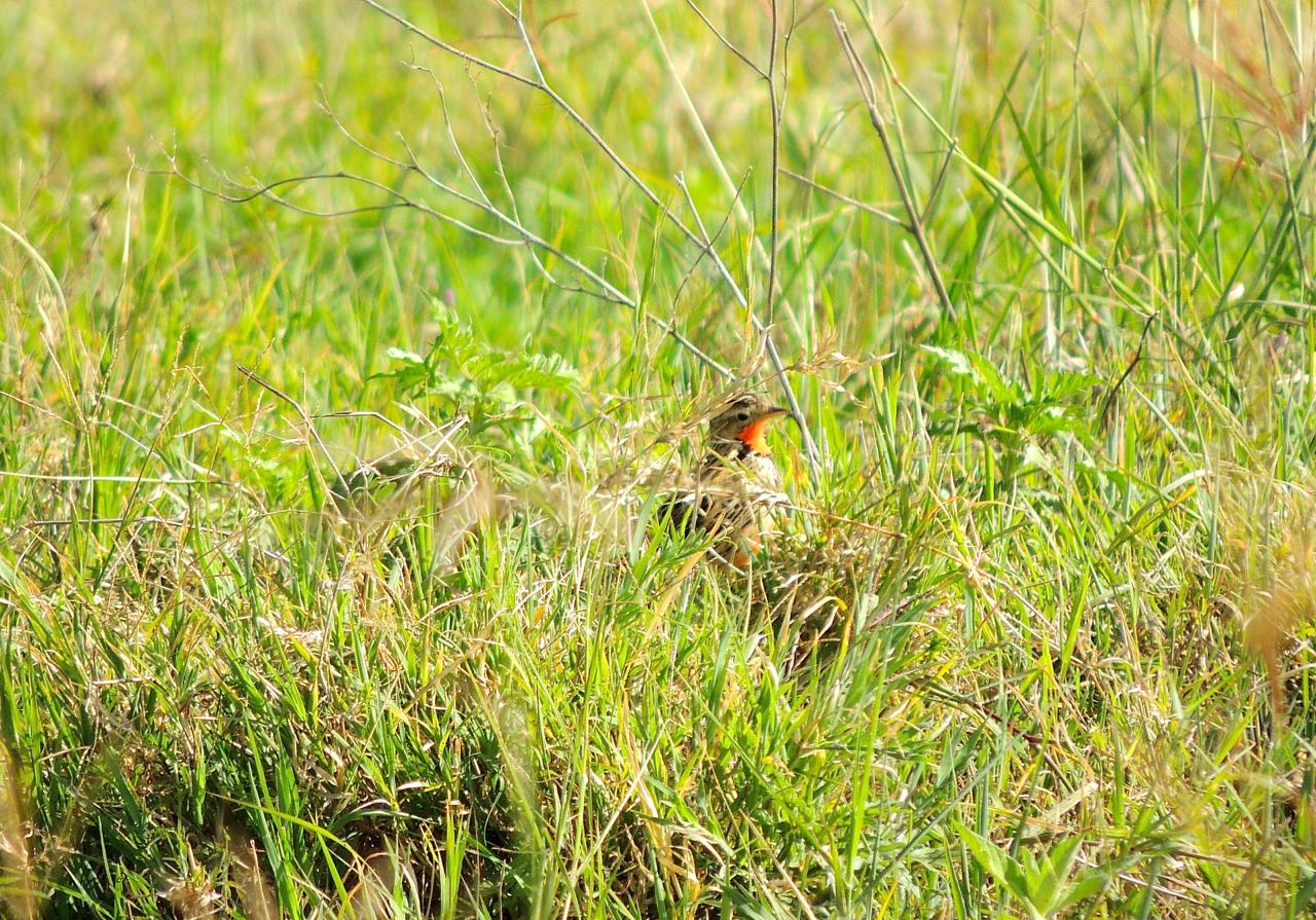Rosy-breasted Longclaw
