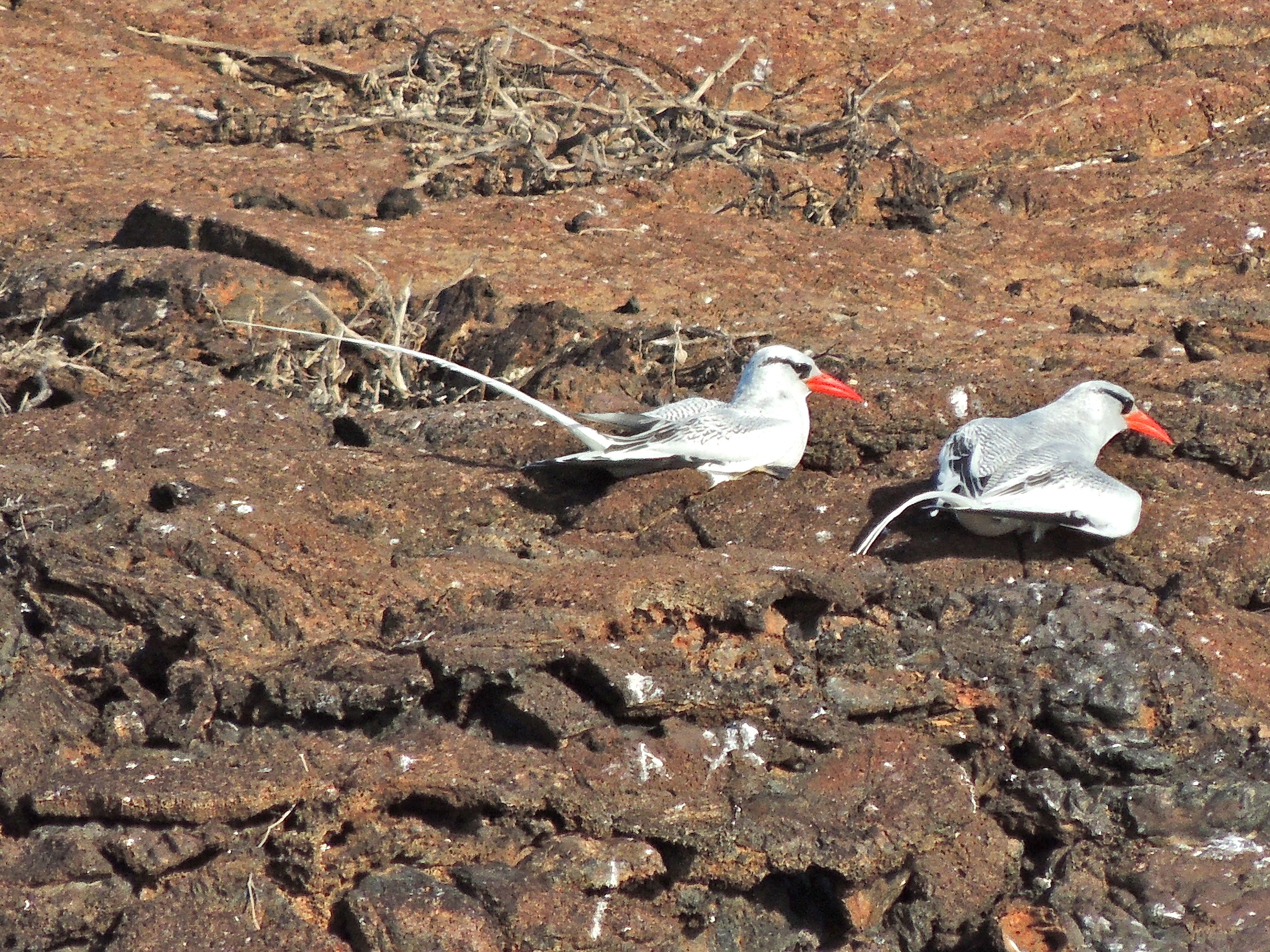 Red-billed Tropicbirds