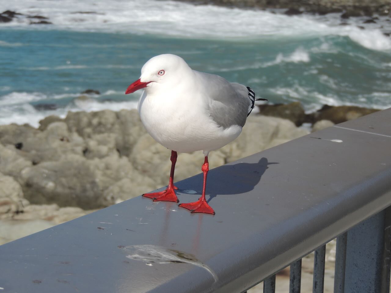 Red-billed Gull