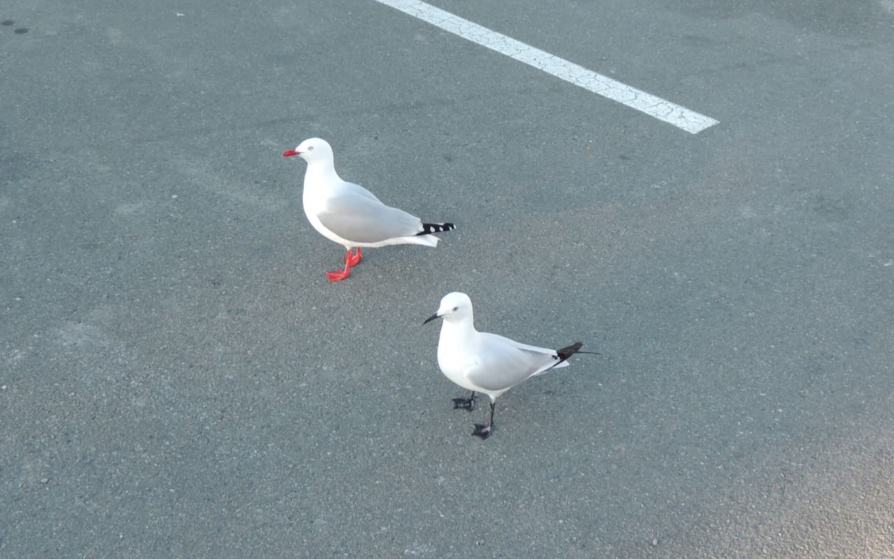 Red-billed and Black-billed Gulls