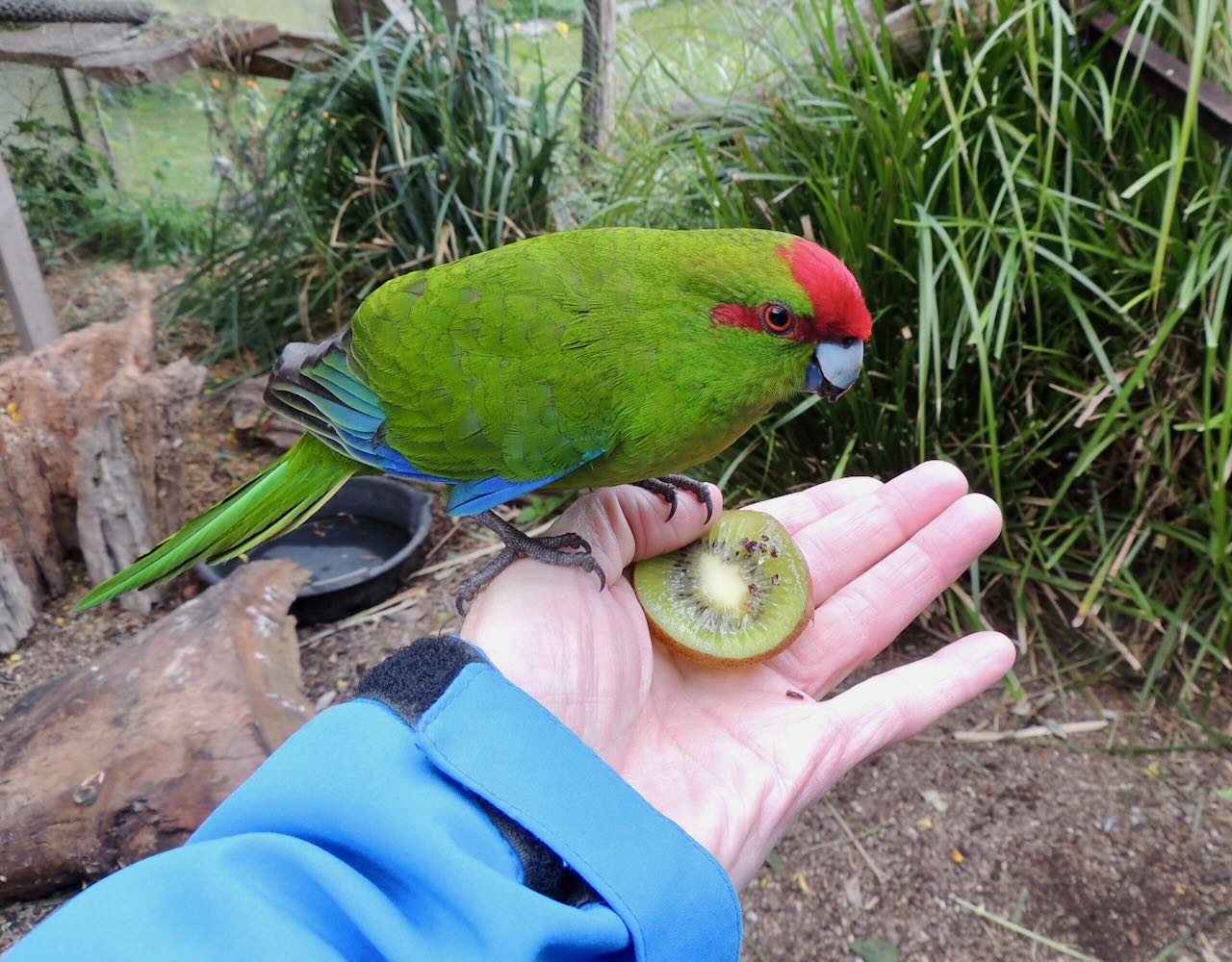 Red-crowned Parakeet