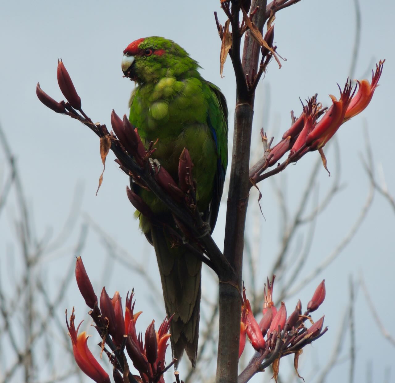 Red-crowned Parakeet in Flowering Flax