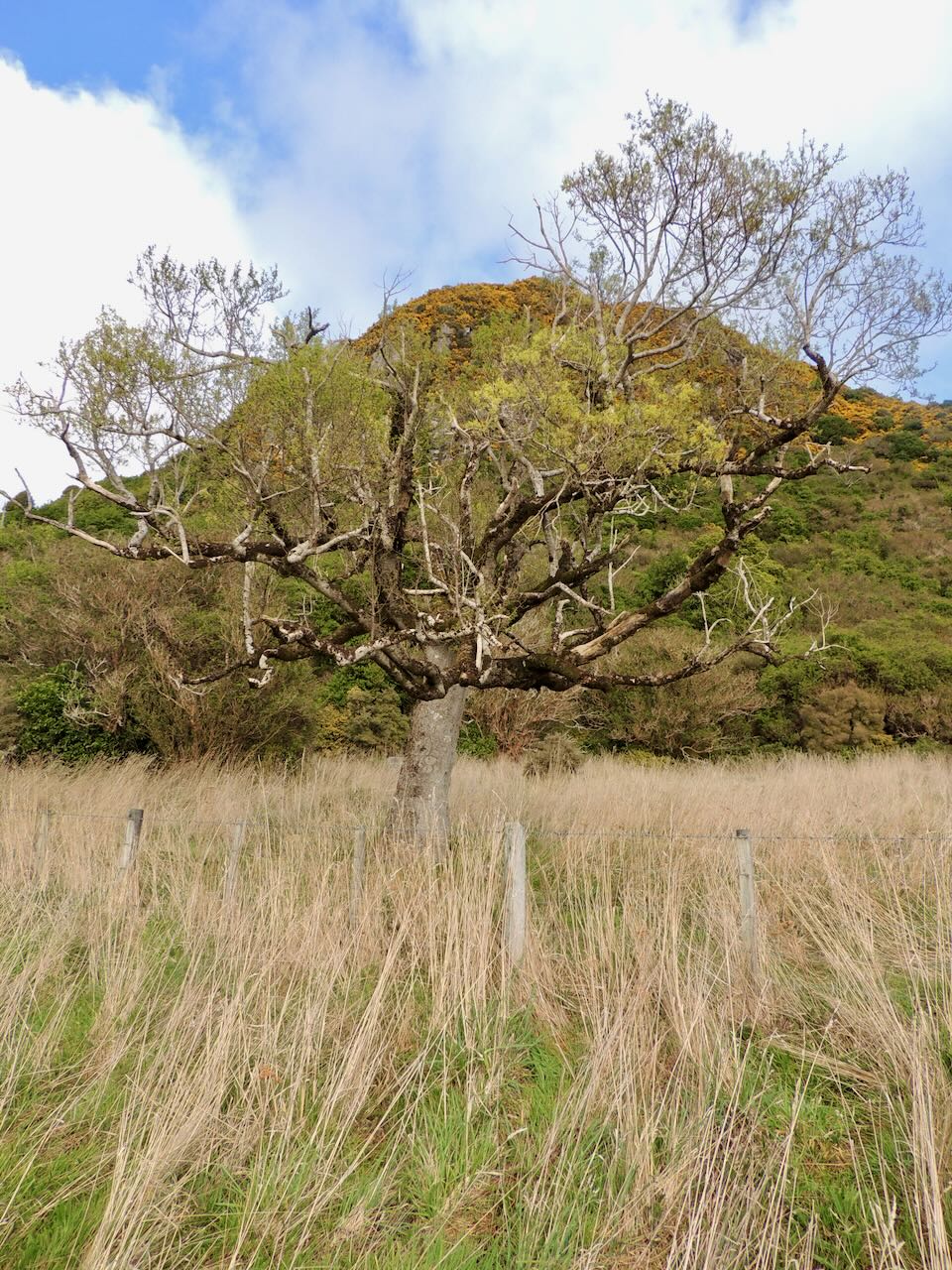 Ribbonwood Tree