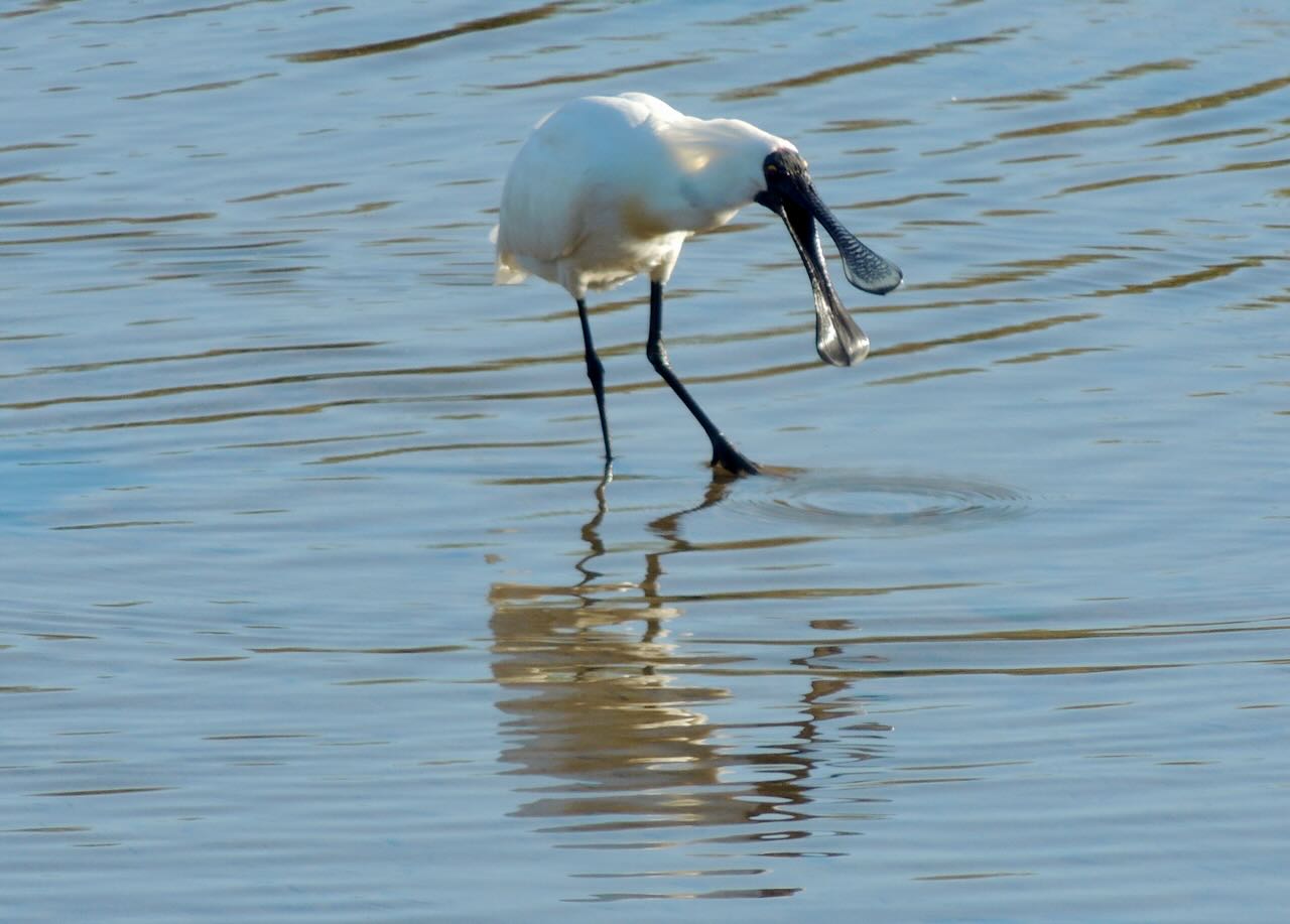 Royal Spoonbill