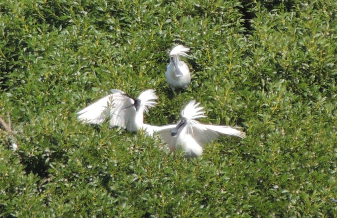 Royal Spoonbills