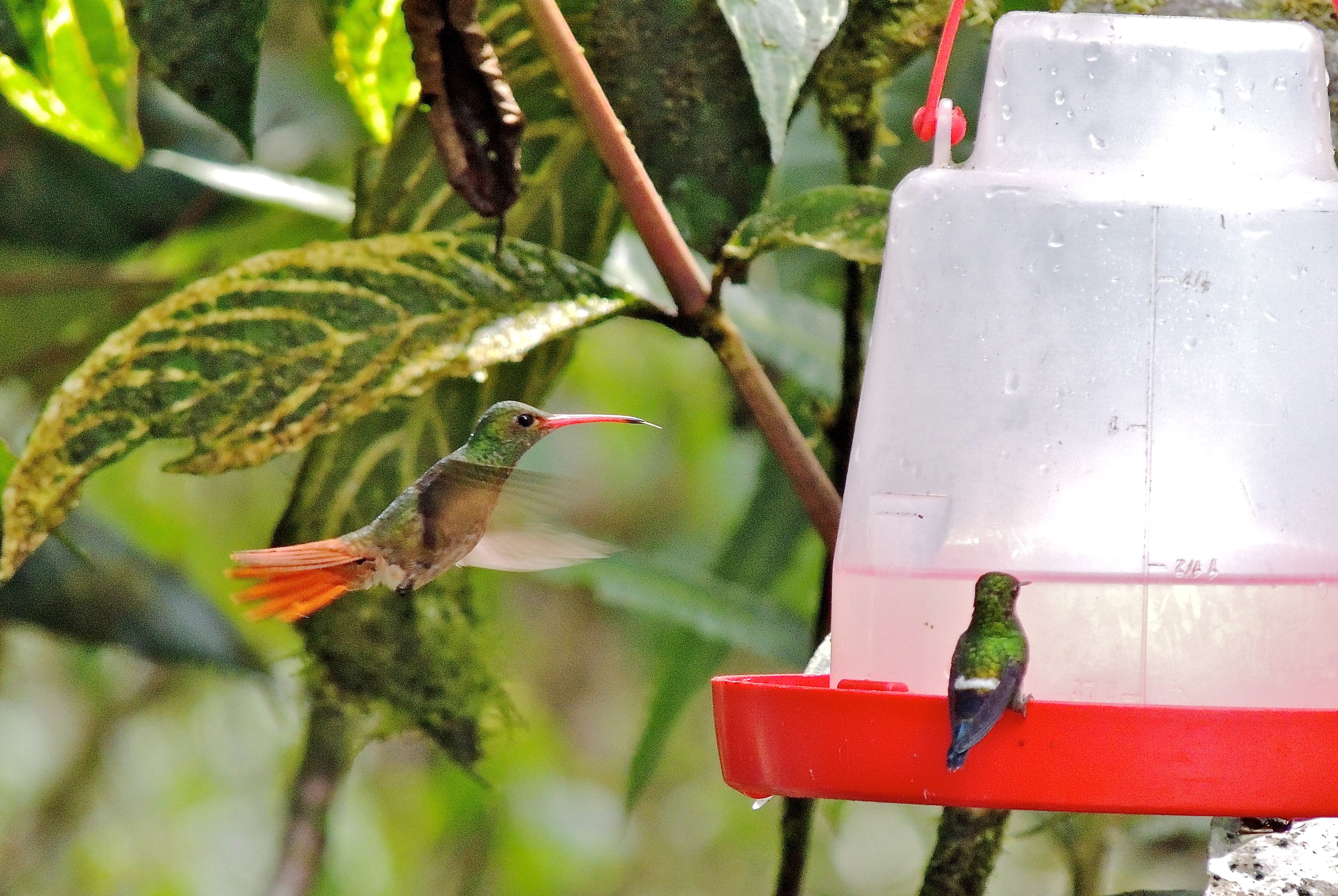Rufous-tailed Hummingbird and Green Thorntail