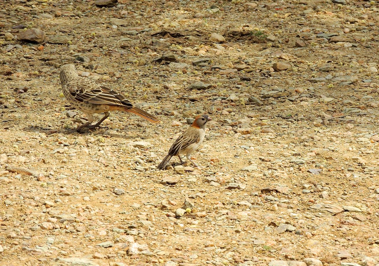 Rufous-tailed and Speckle-fronted Weavers