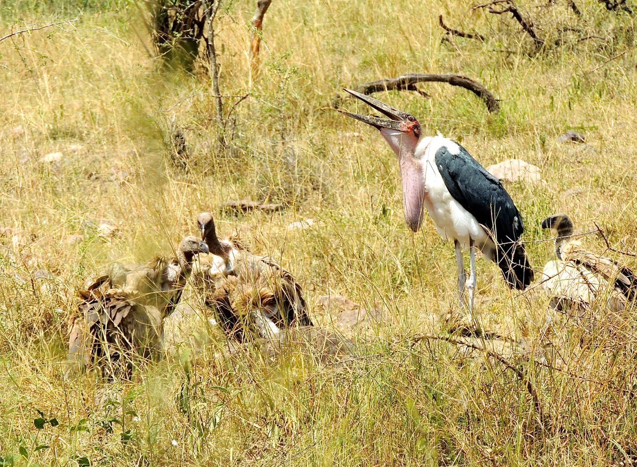 Ruppell's Griffon Vultures and Marabou Stork