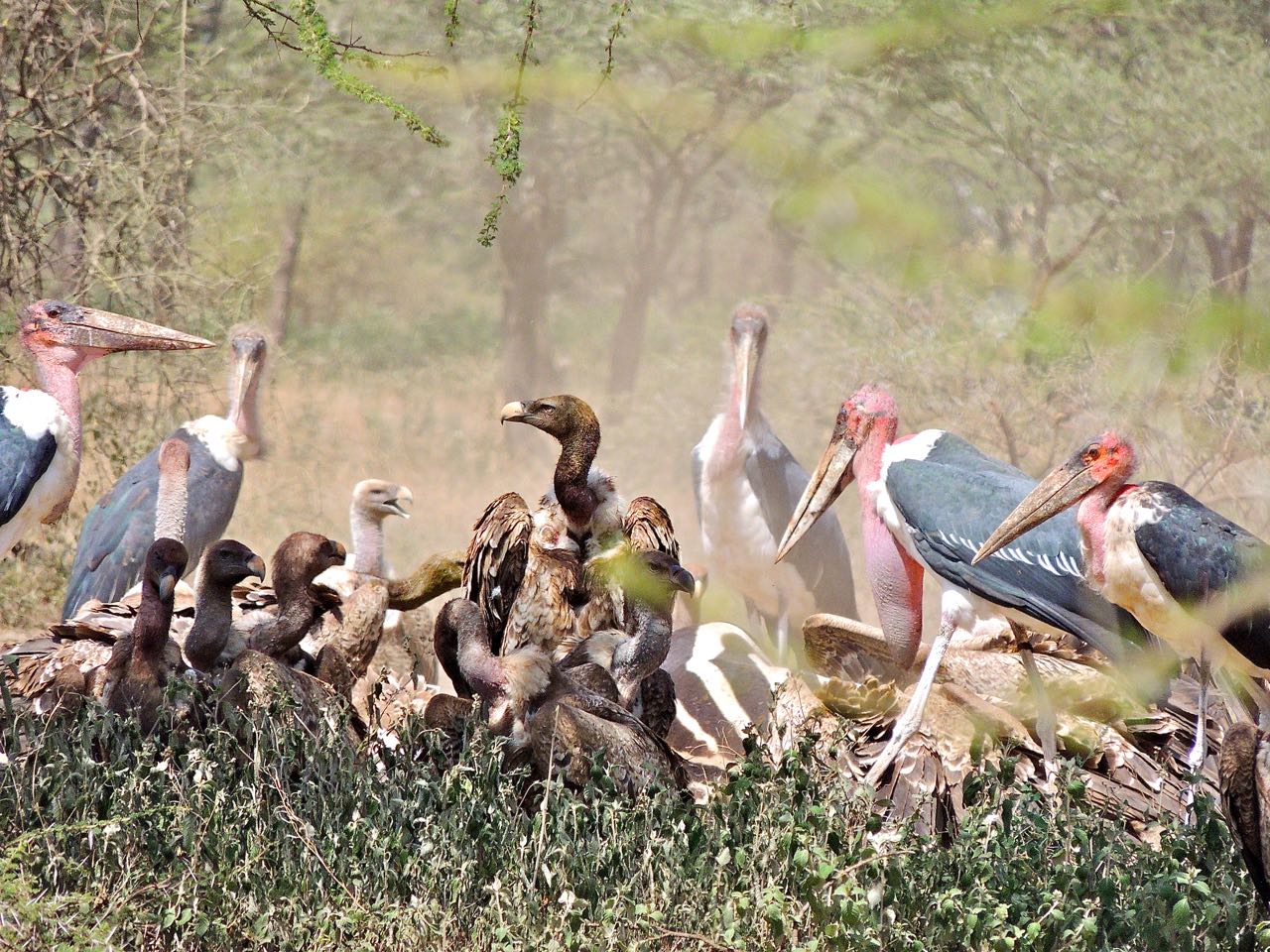Ruppell's Griffon Vultures and Marabou Storks