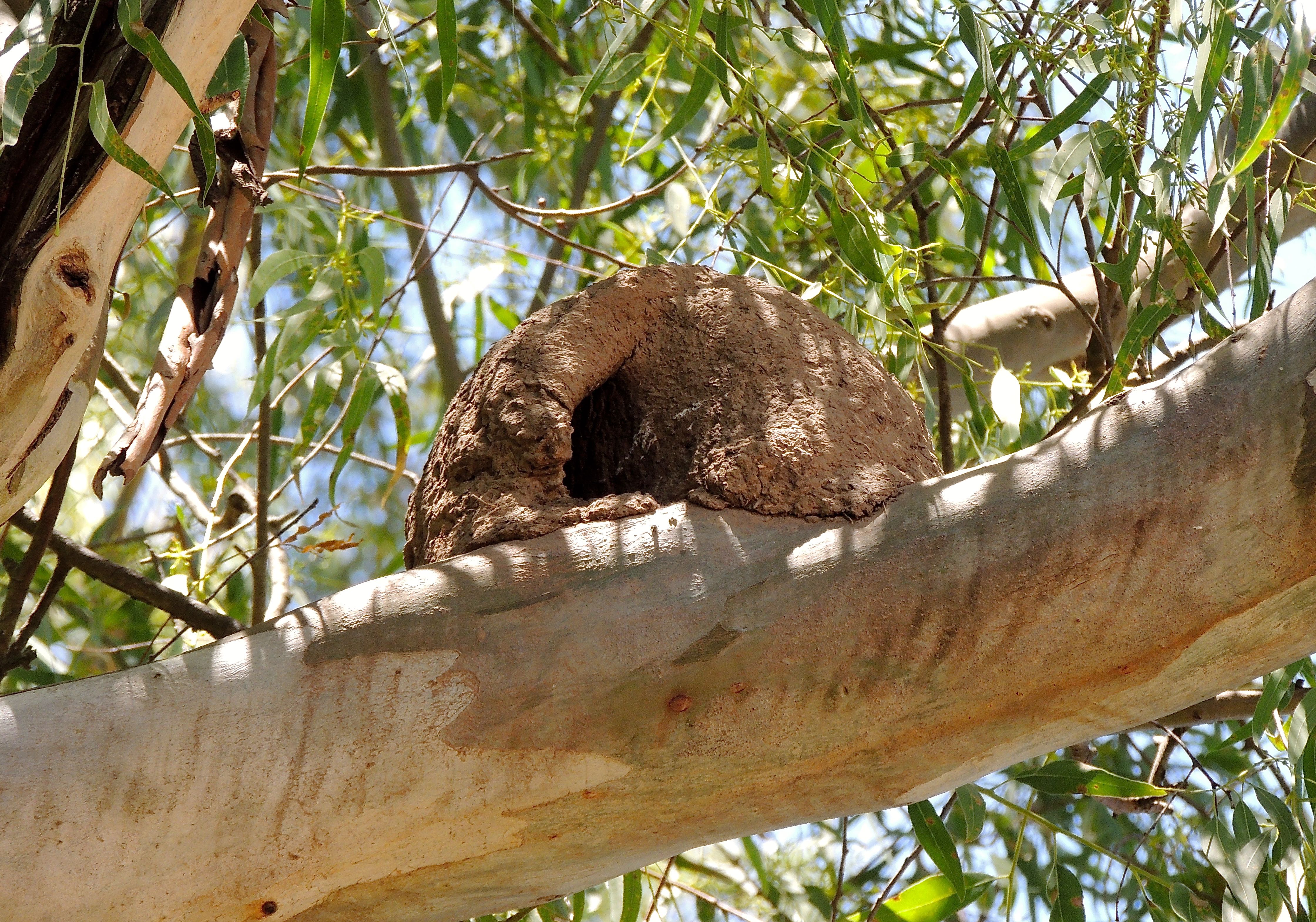 Rufous Hornero Nest