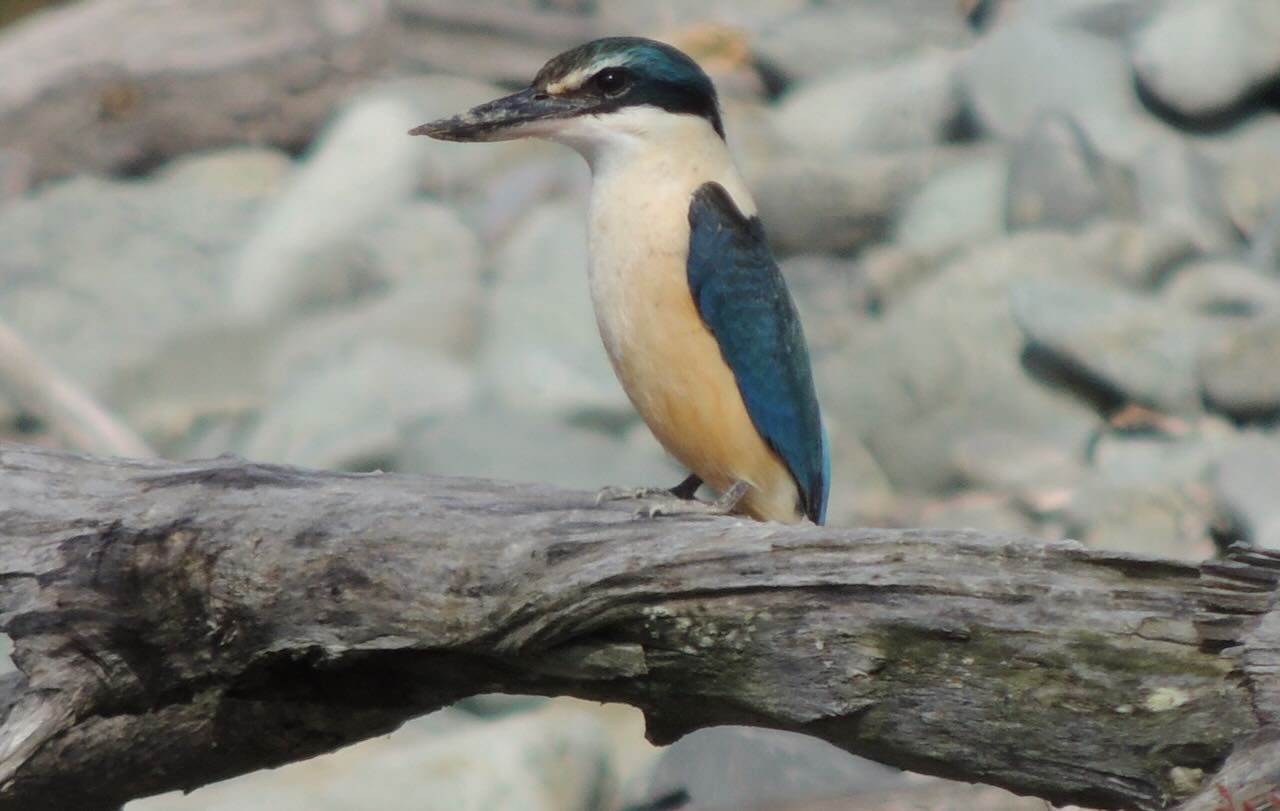 Sacred Kingfisher