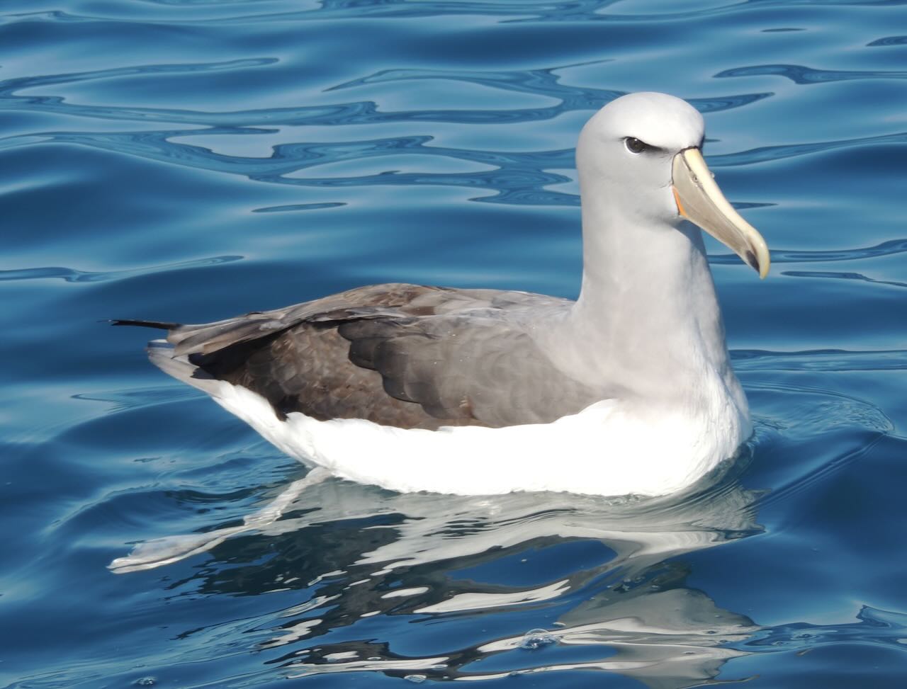 Salvin's Albatross