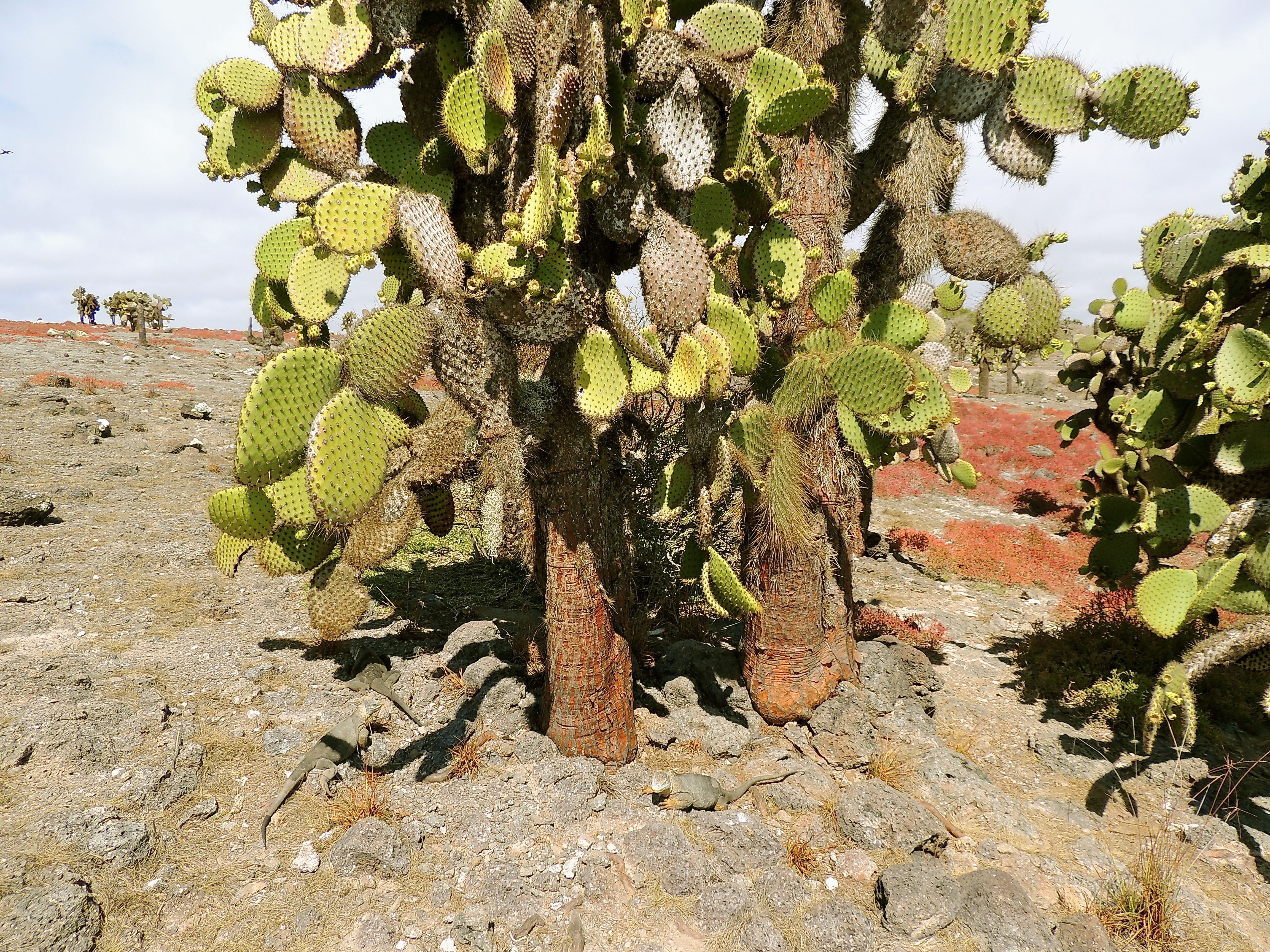 Santa Fe Cactus