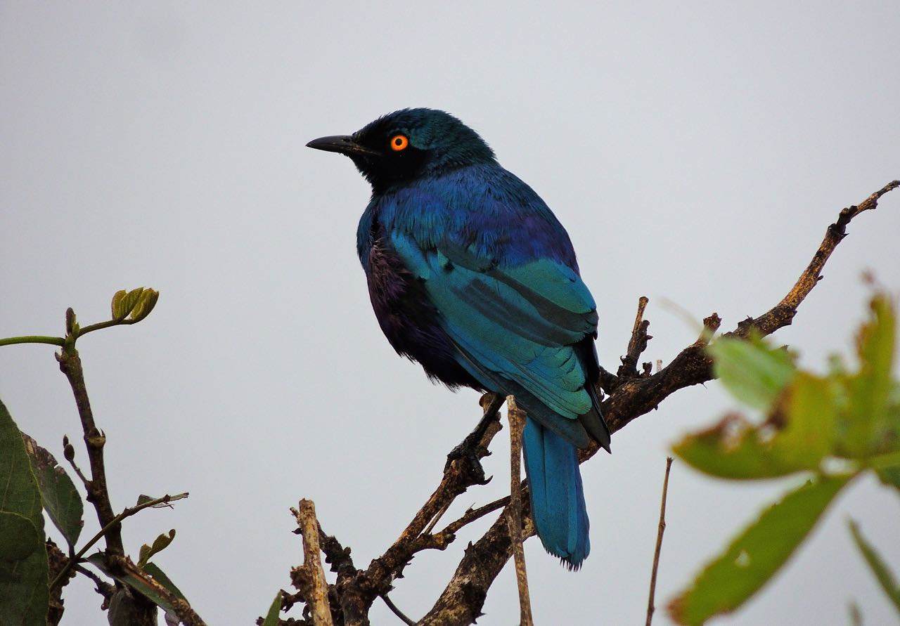 Southern Blue-eared Starling