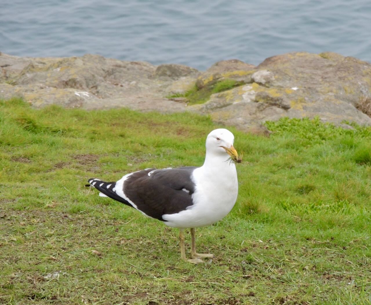 Southern Black-backed Gull