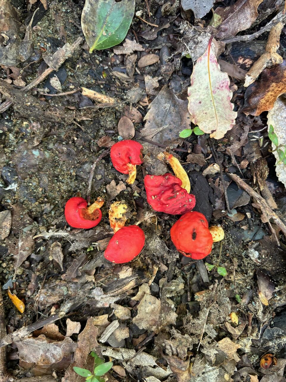 Scarlet Pouch Fungus