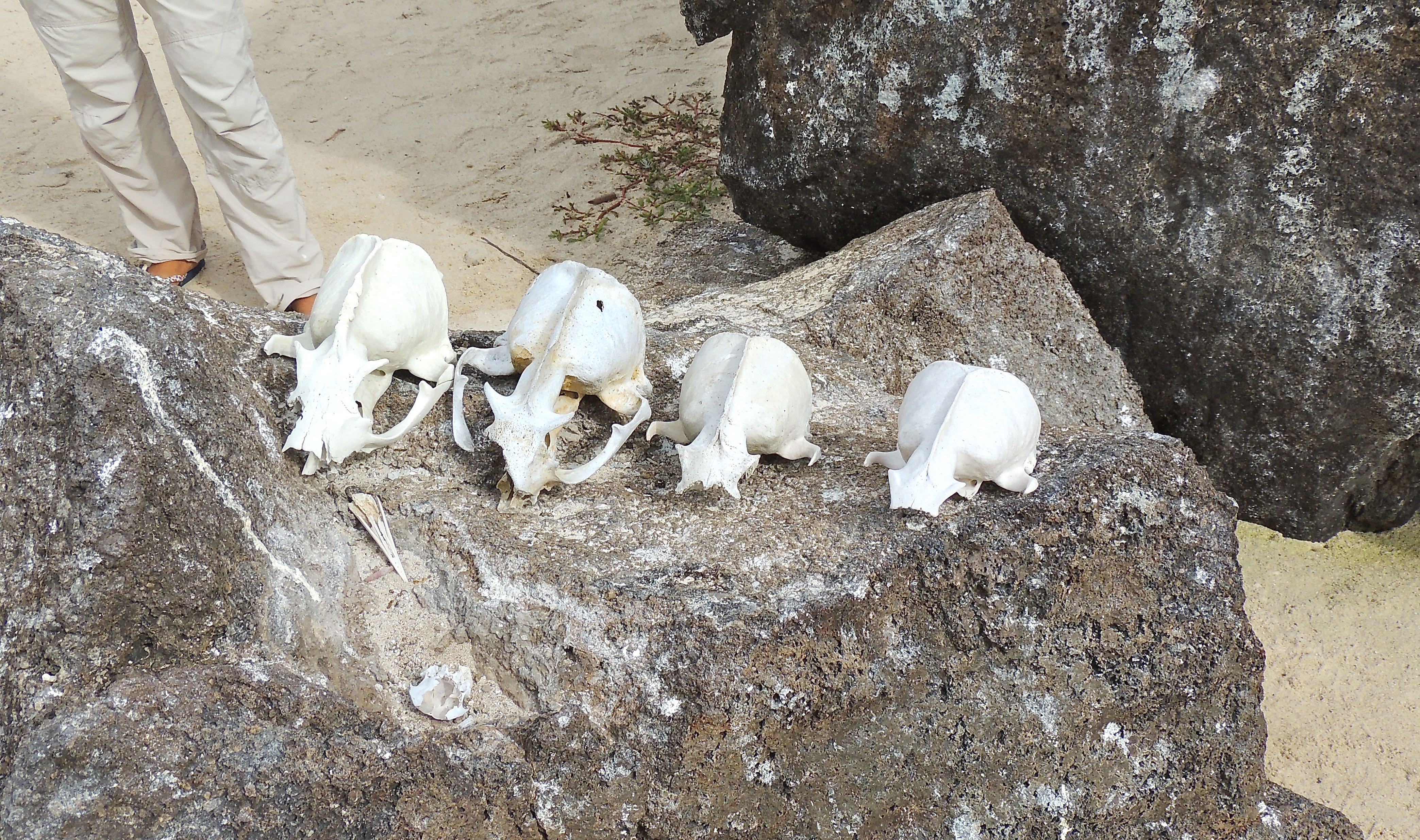 Galapagos Sea Lion Skulls