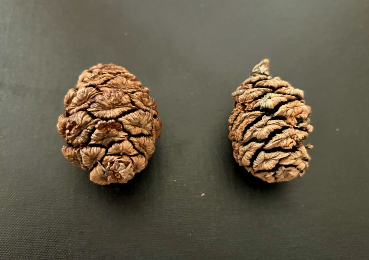 Sequoia Cones