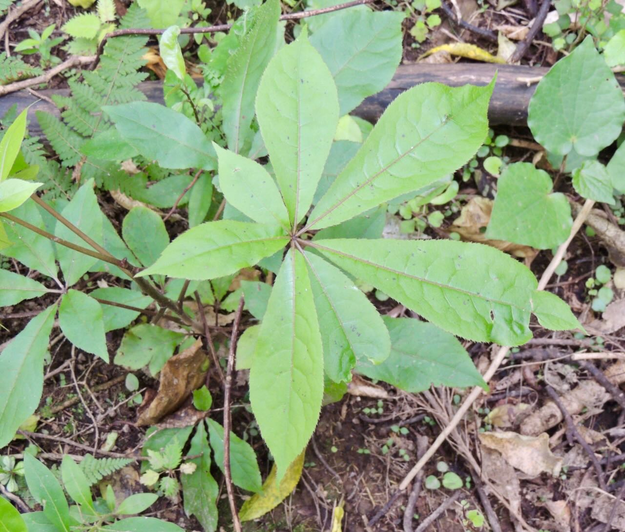 Seven Fingers Plant