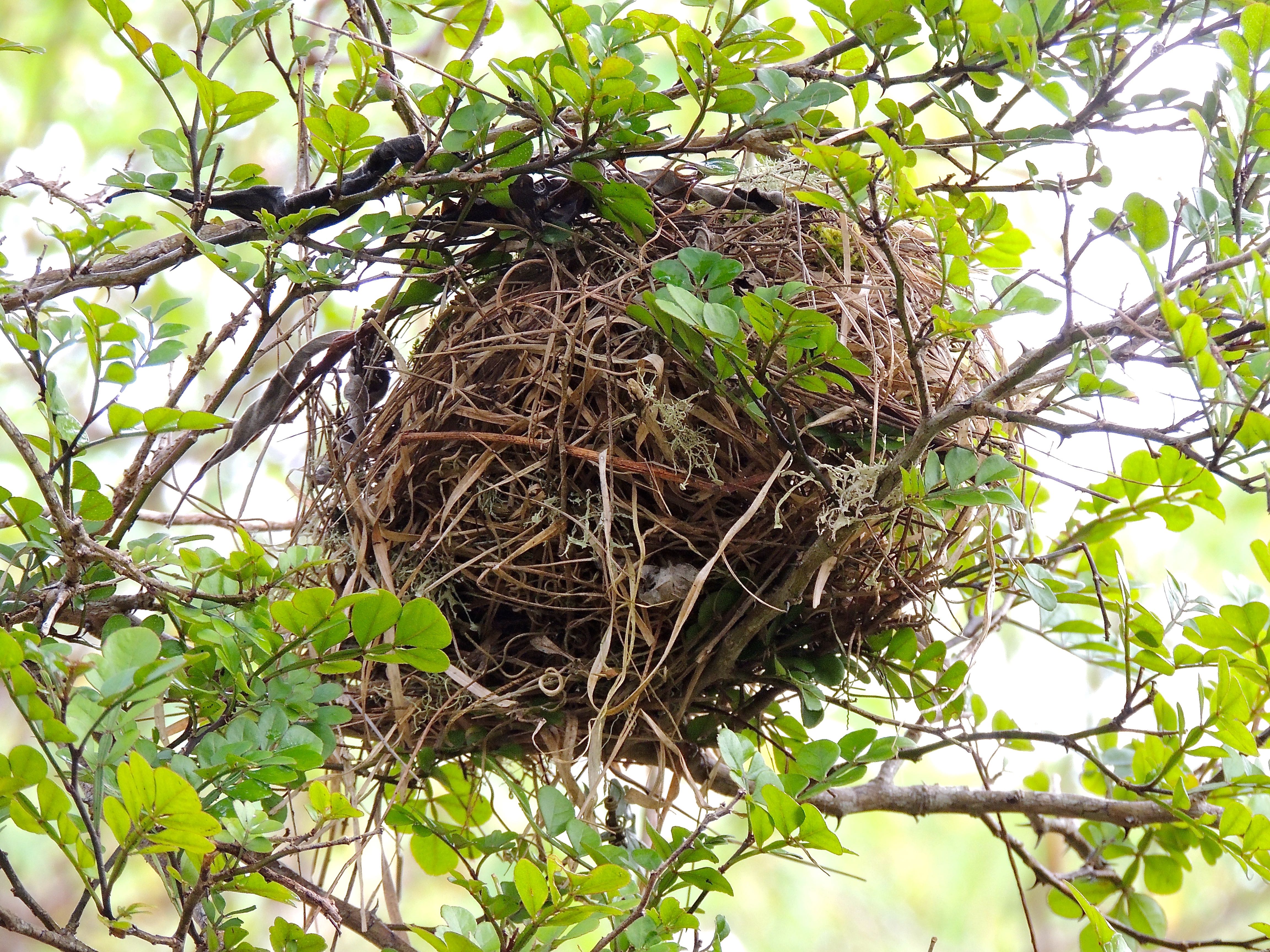 Small Ground Finch Nest