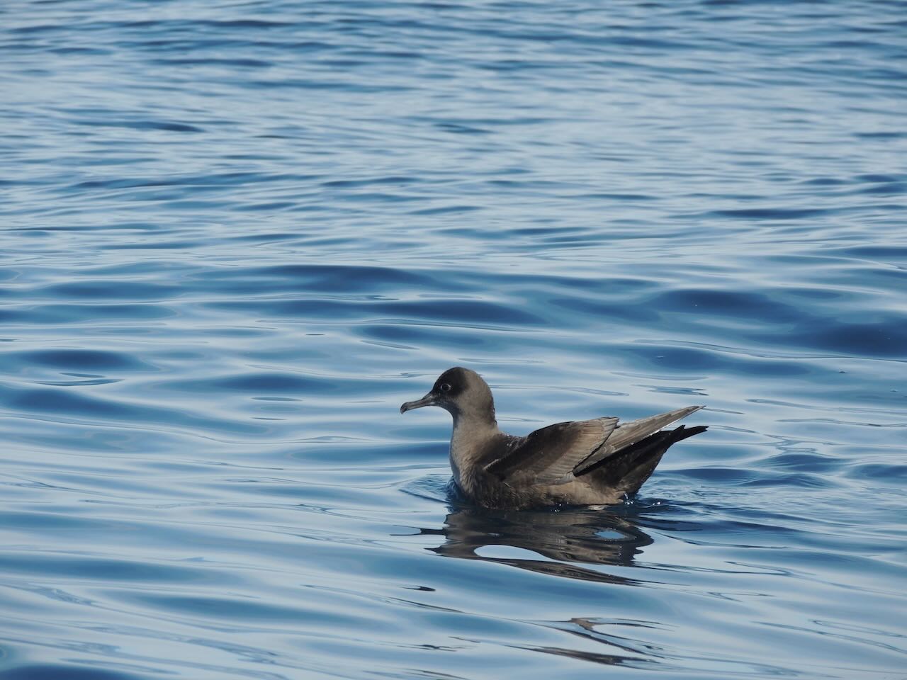 Short-tailed Shearwater