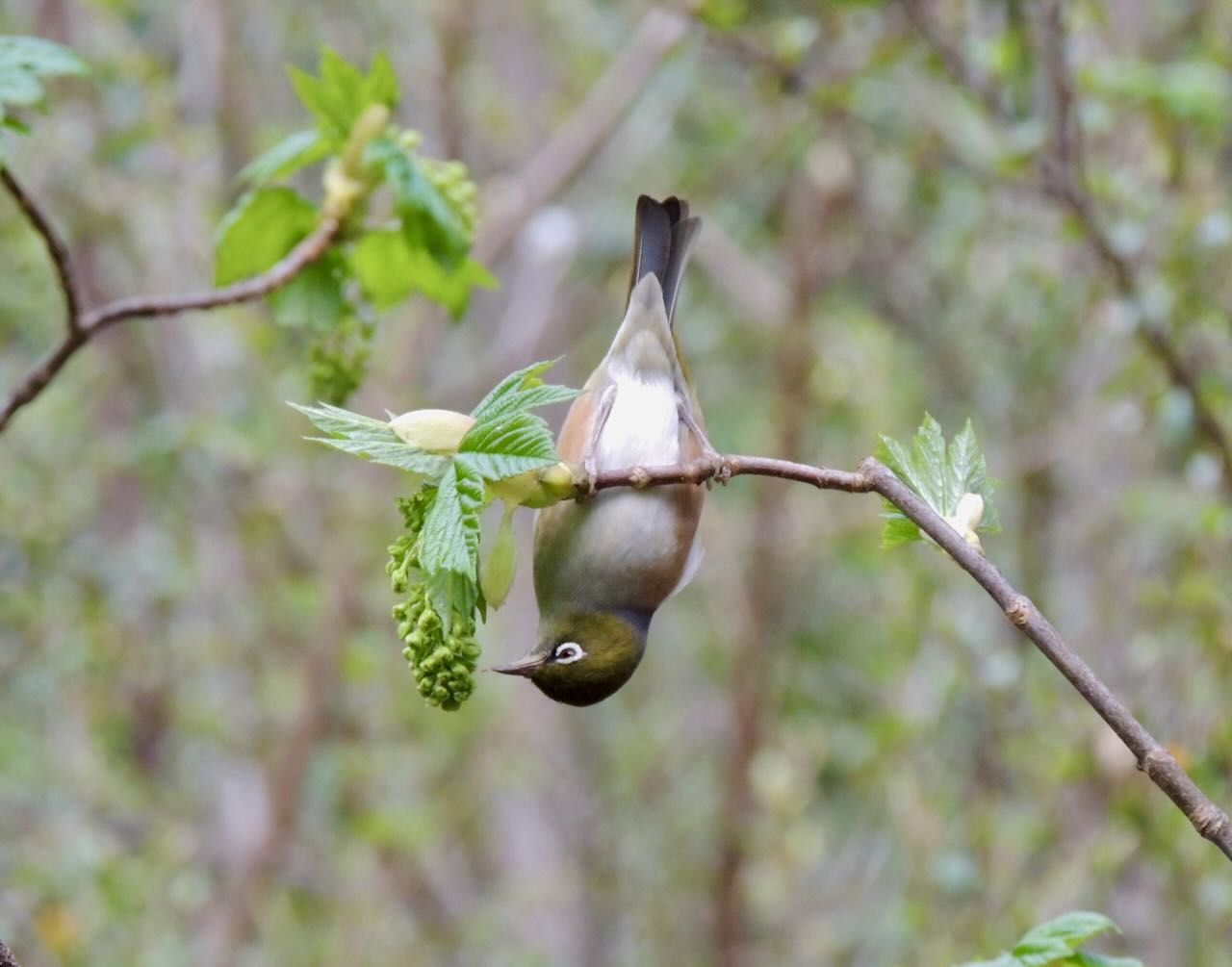 Silvereye