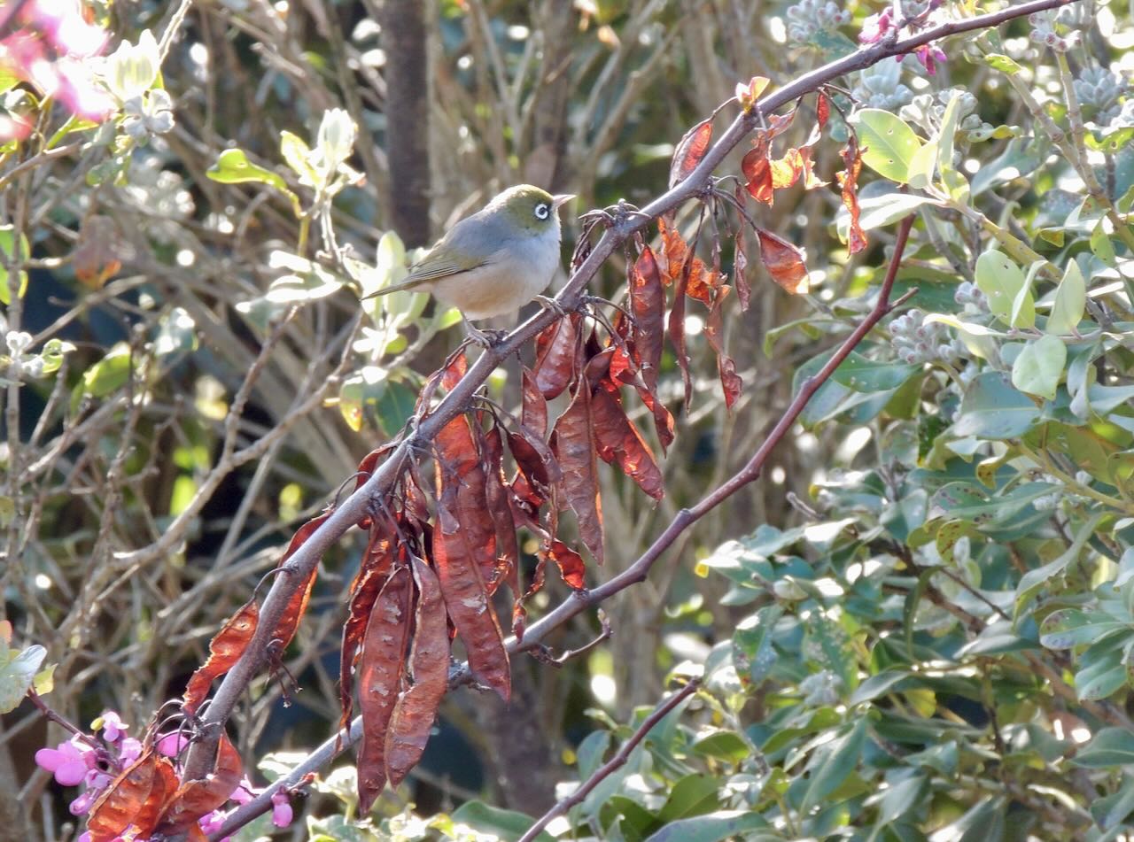 Silvereye