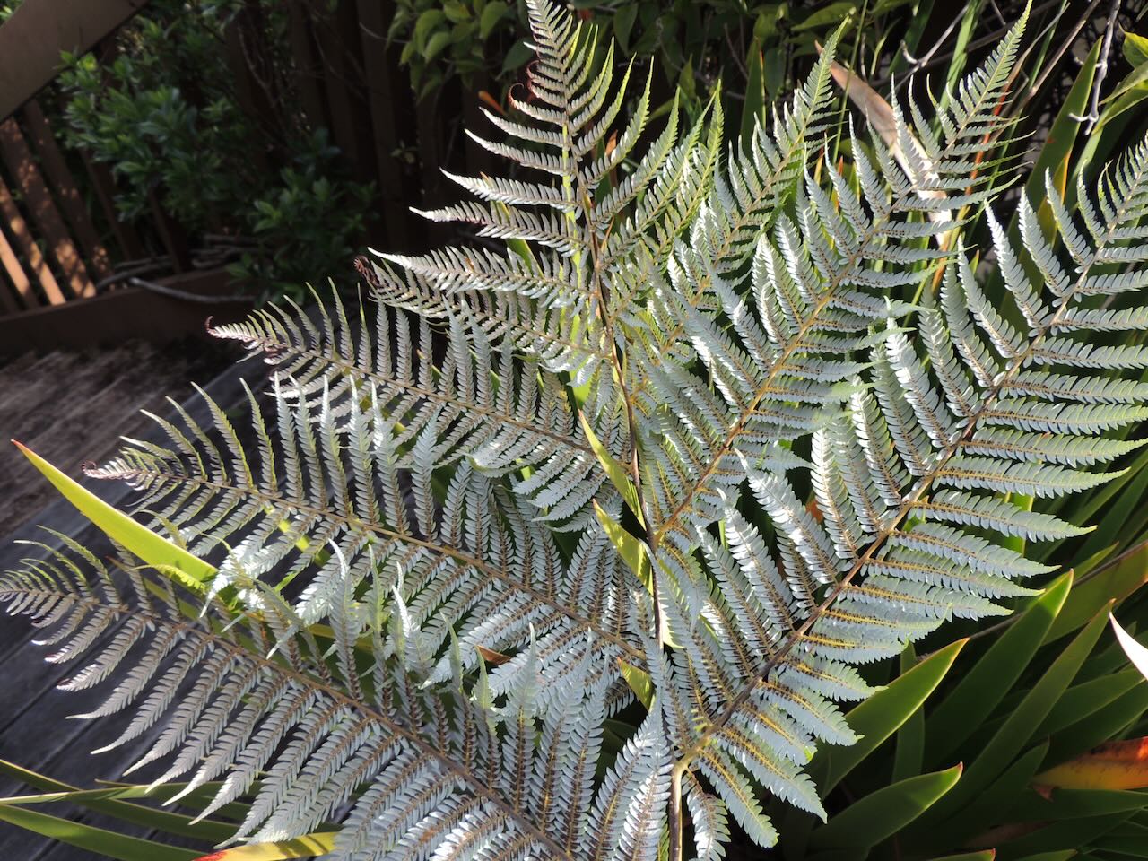 Silver Fern