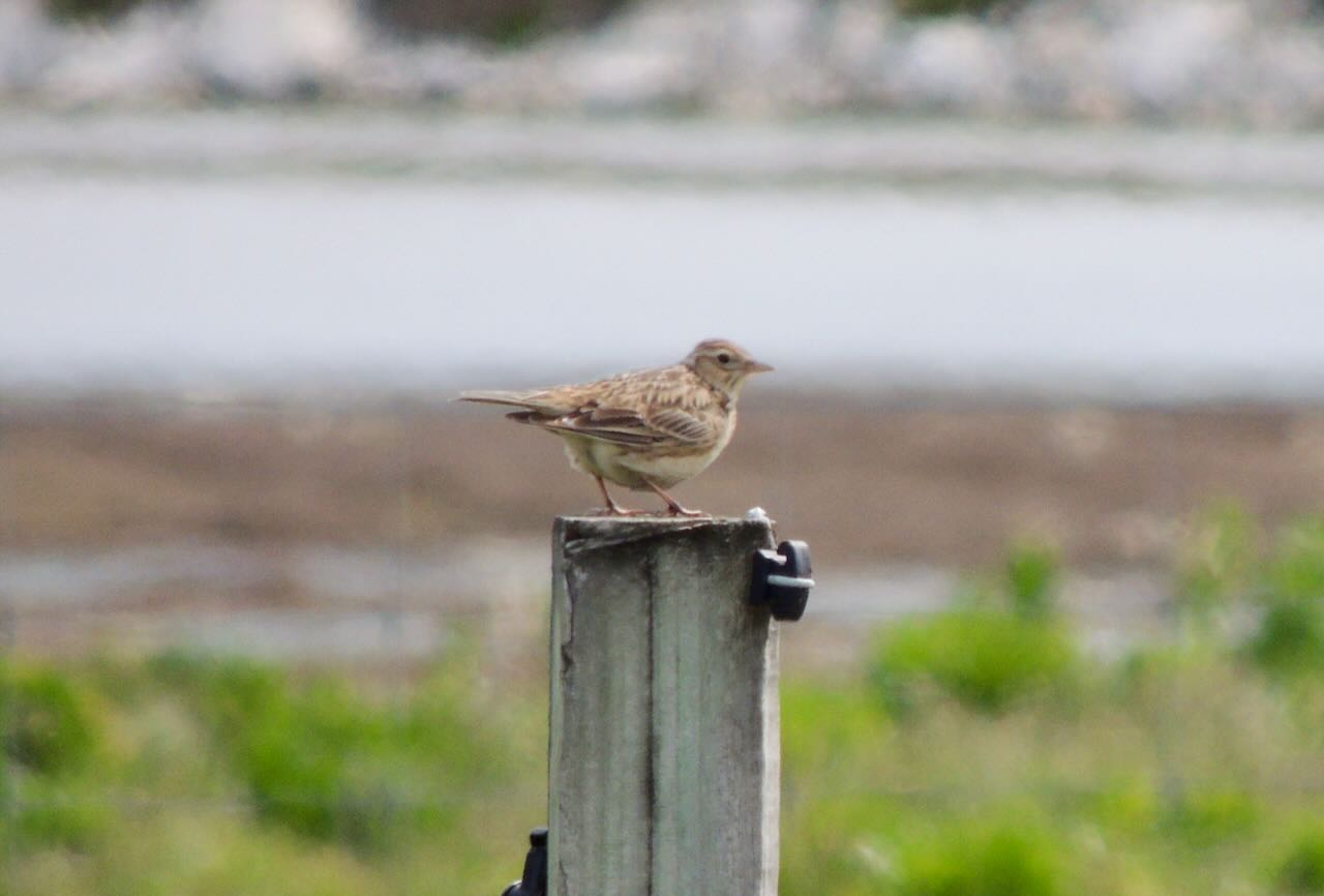 Eurasian Skylark