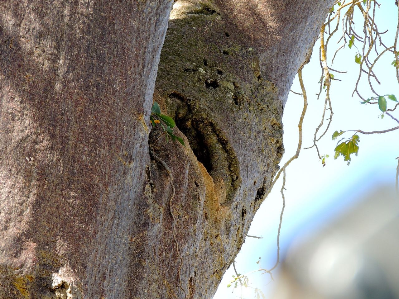 Southern Ground-Hornbill Nest