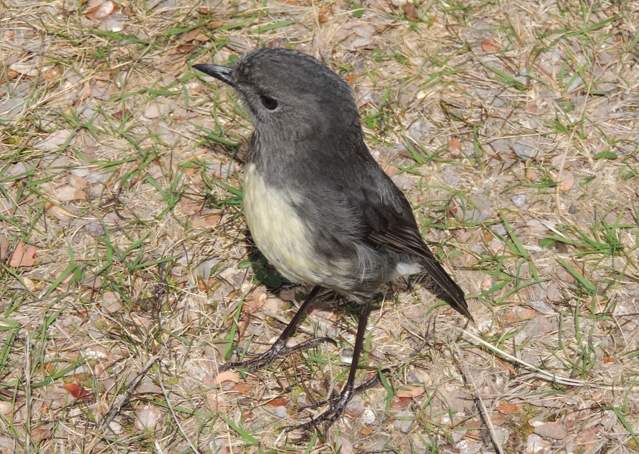 South Island Robin