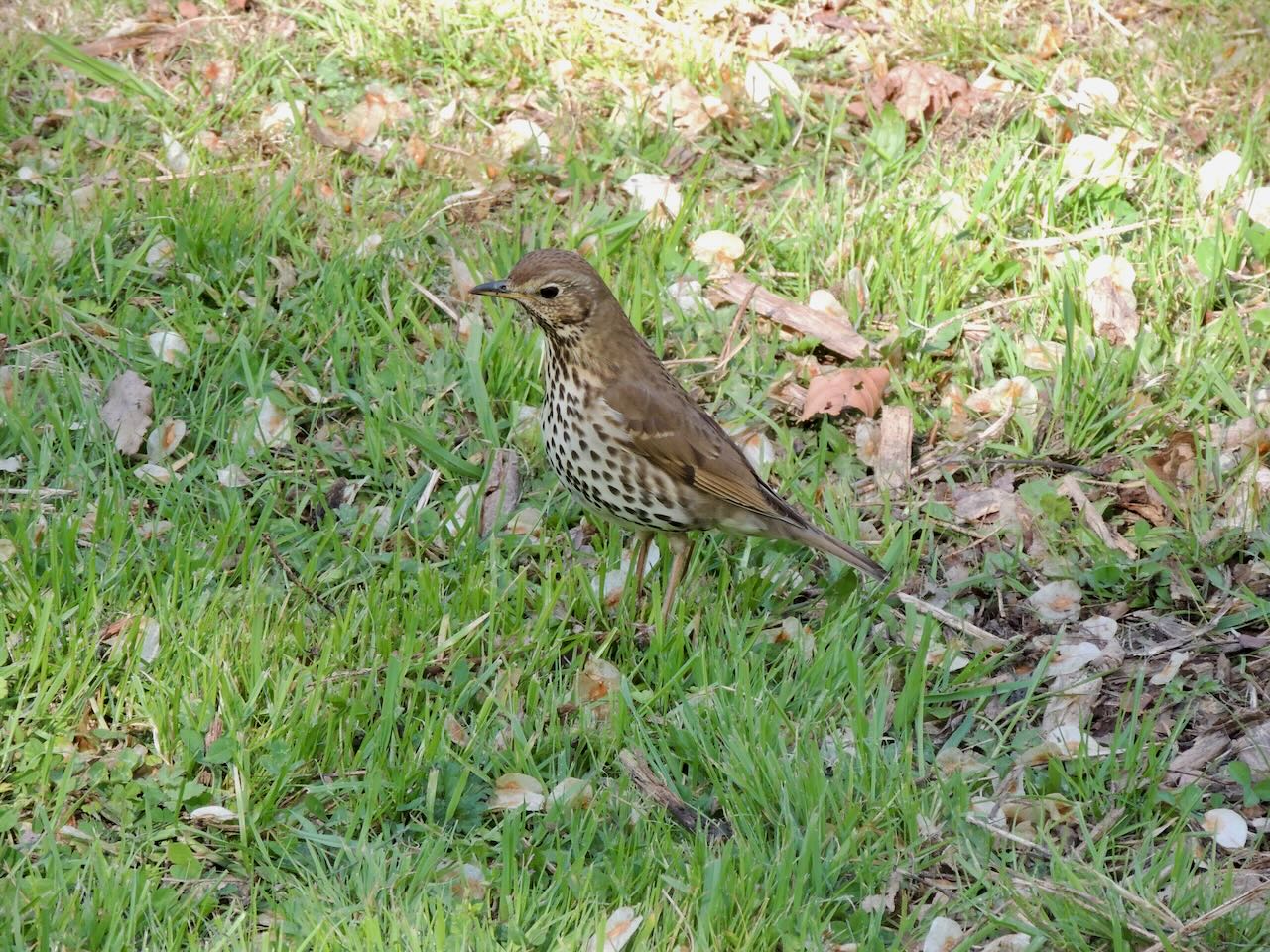 Song Thrush