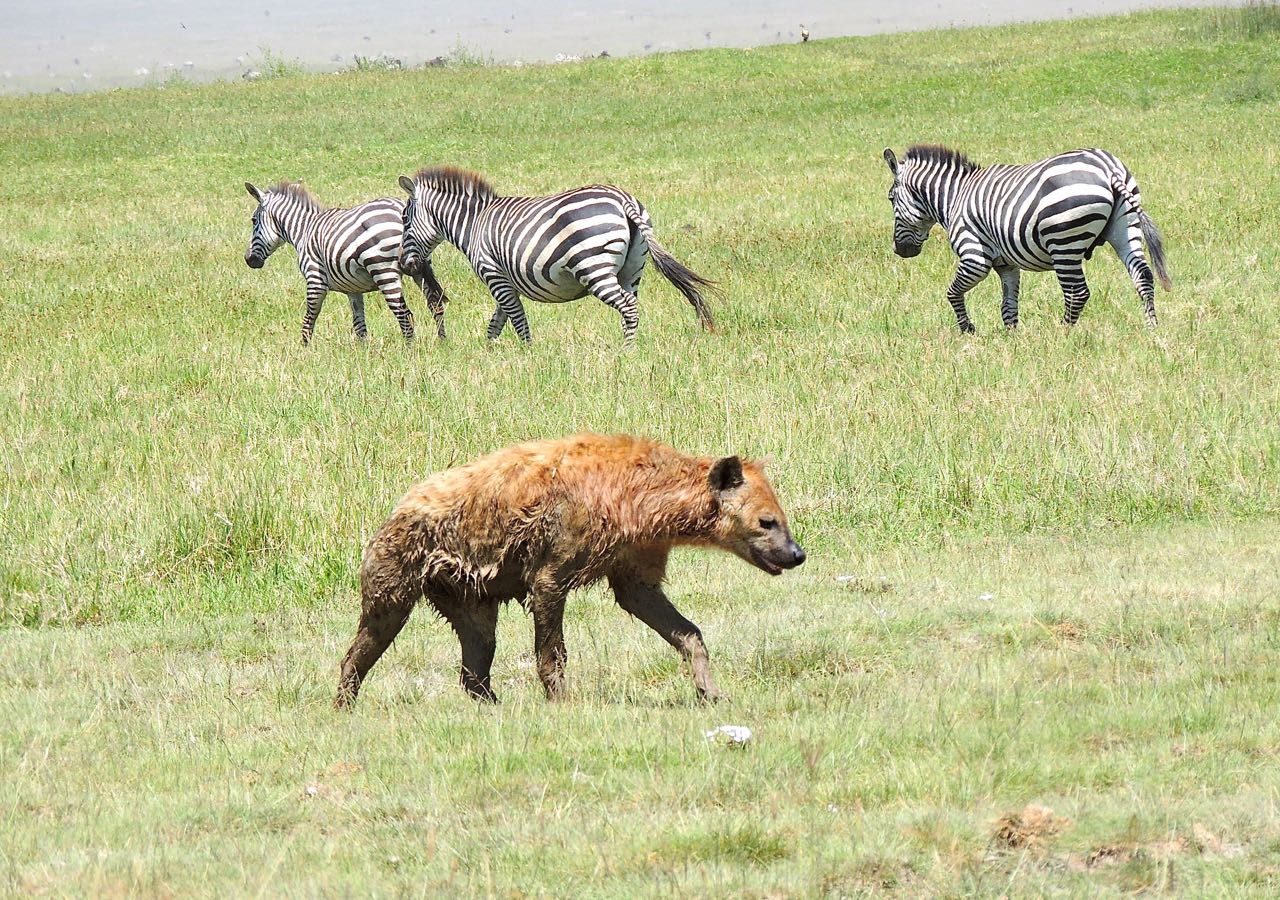 Spotted Hyena and Zebras