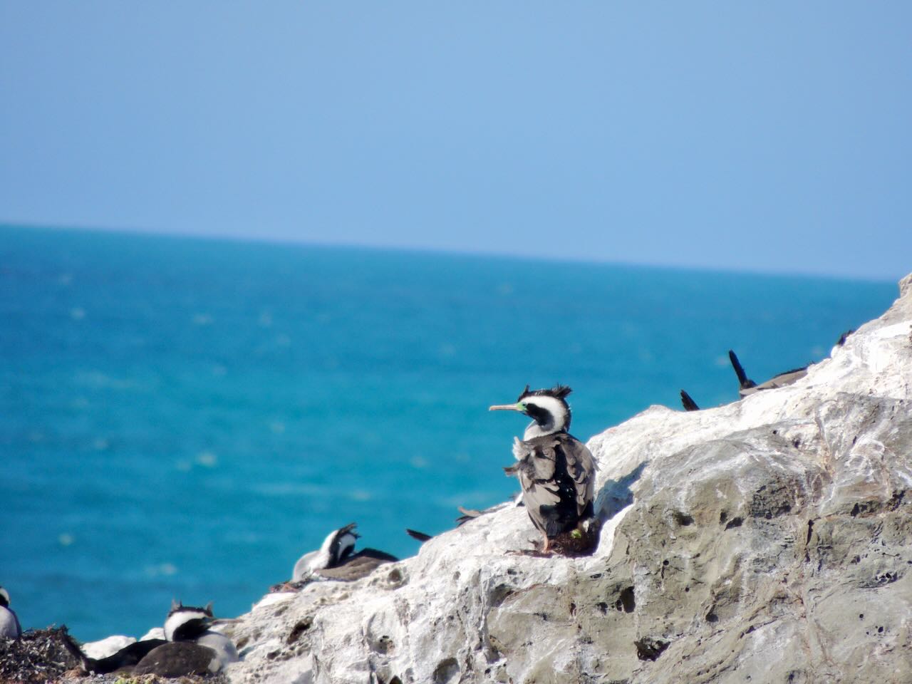 Spotted Shag Colony