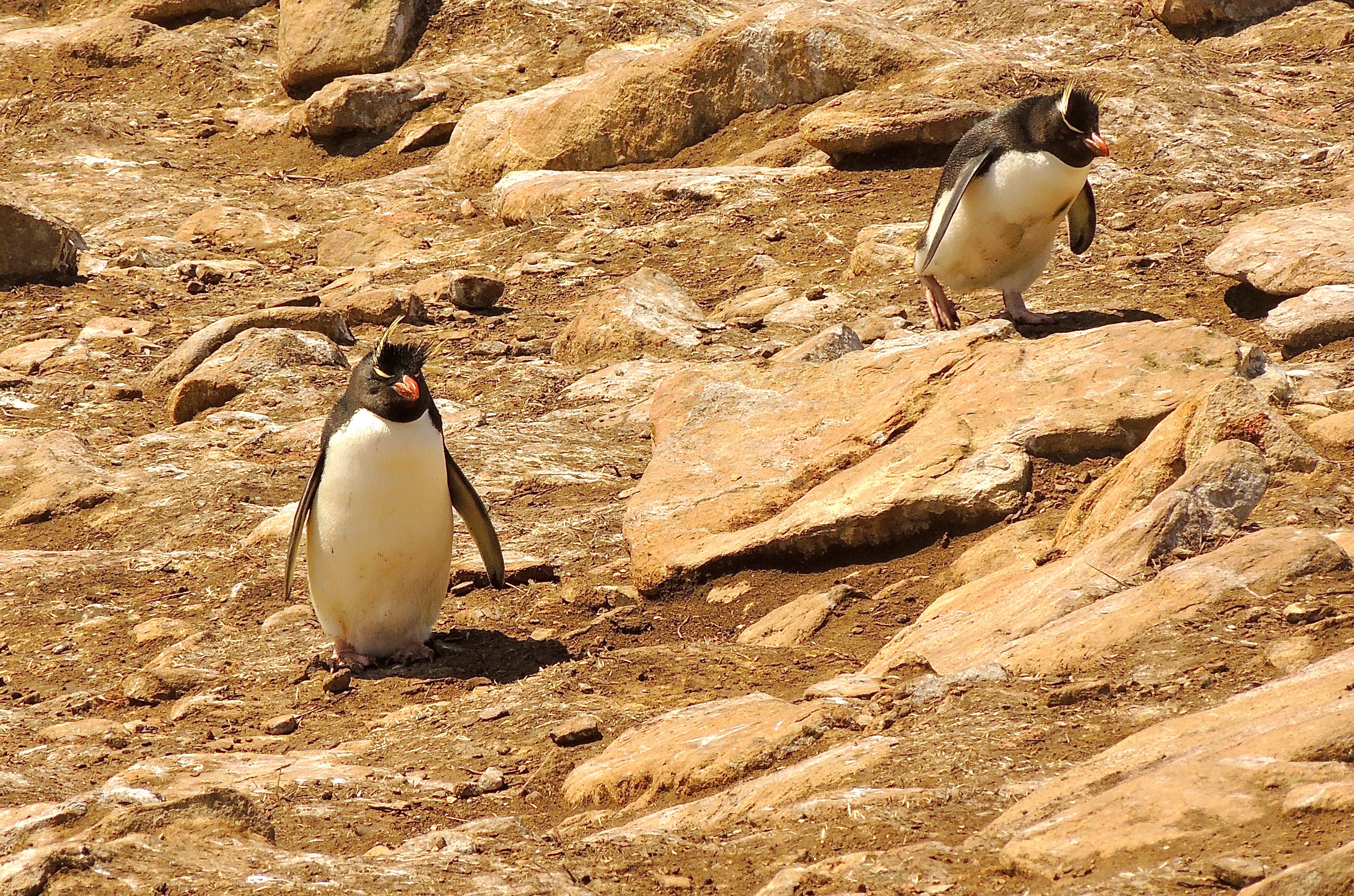 Southern Rockhopper Penguins